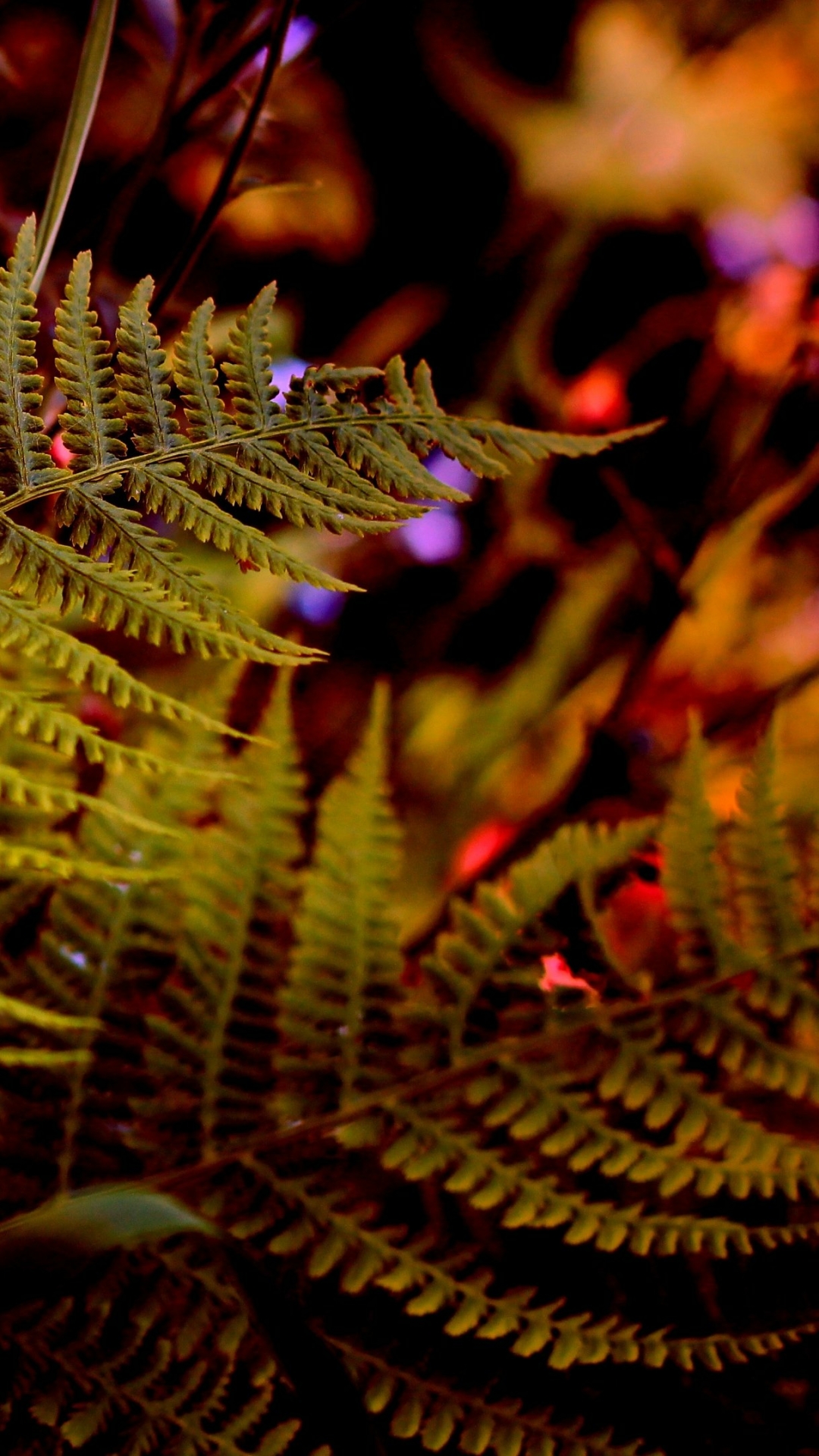 Download Nature Fern Phone Wallpaper by Klaus Montag - Mobile Abyss