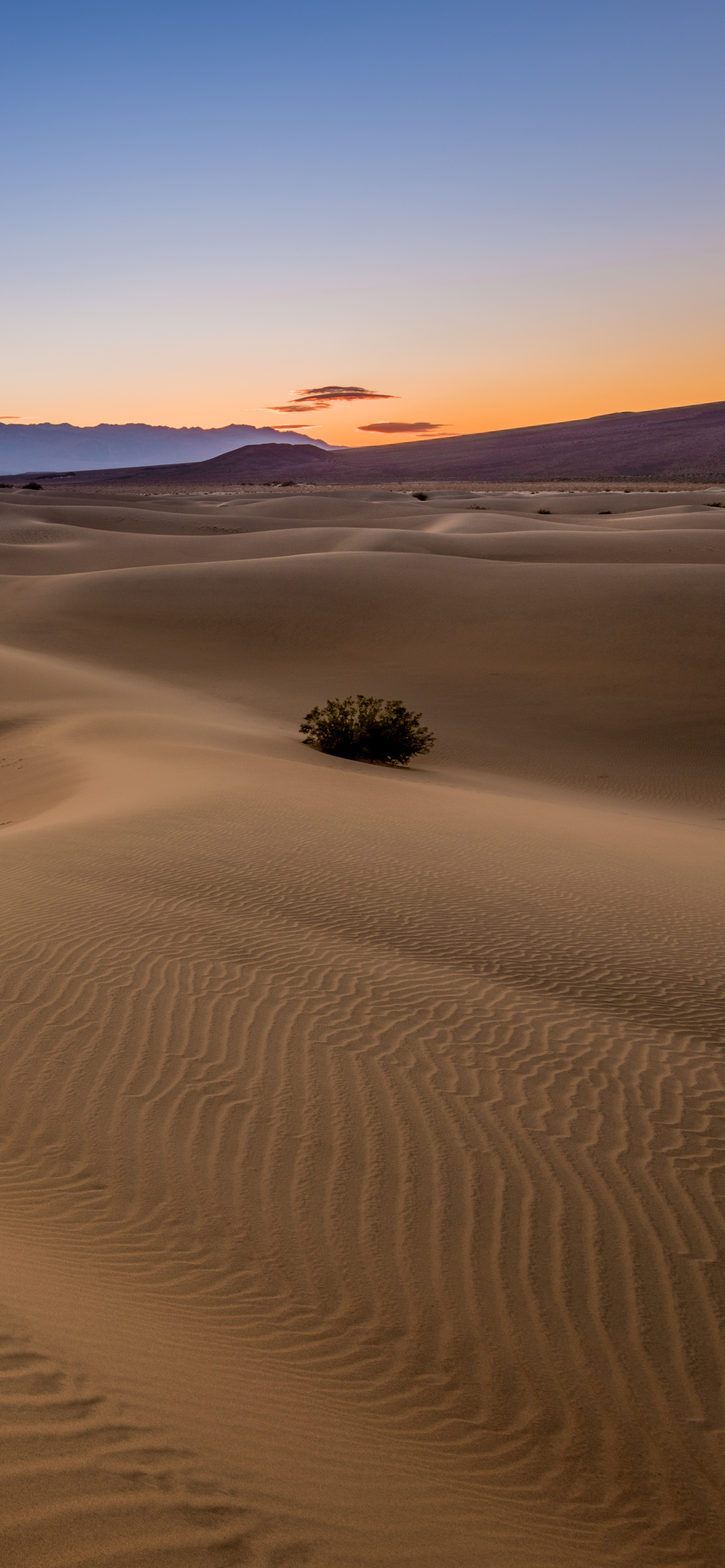 Desert Dawn