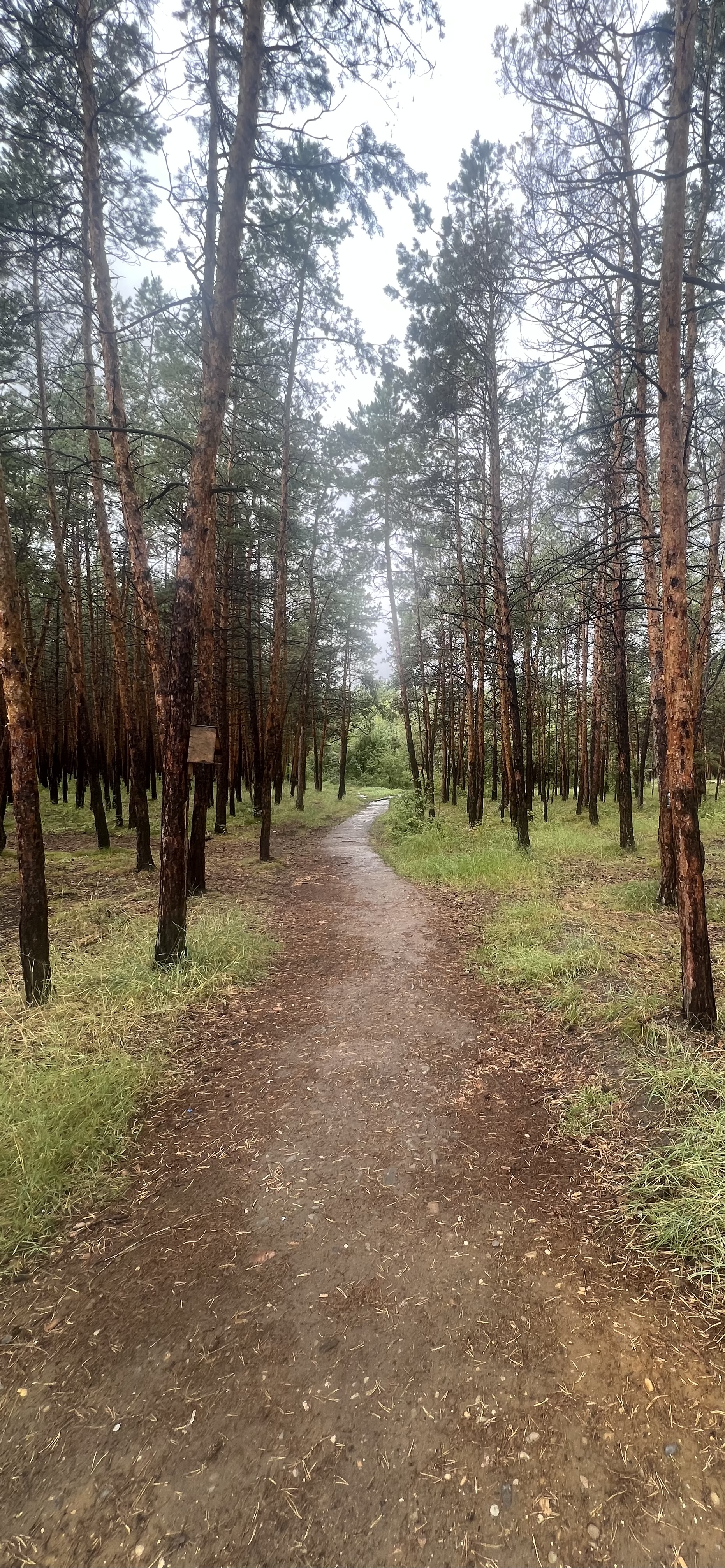 Road in the forest, Yakutsk 20/08/2023 by MARST