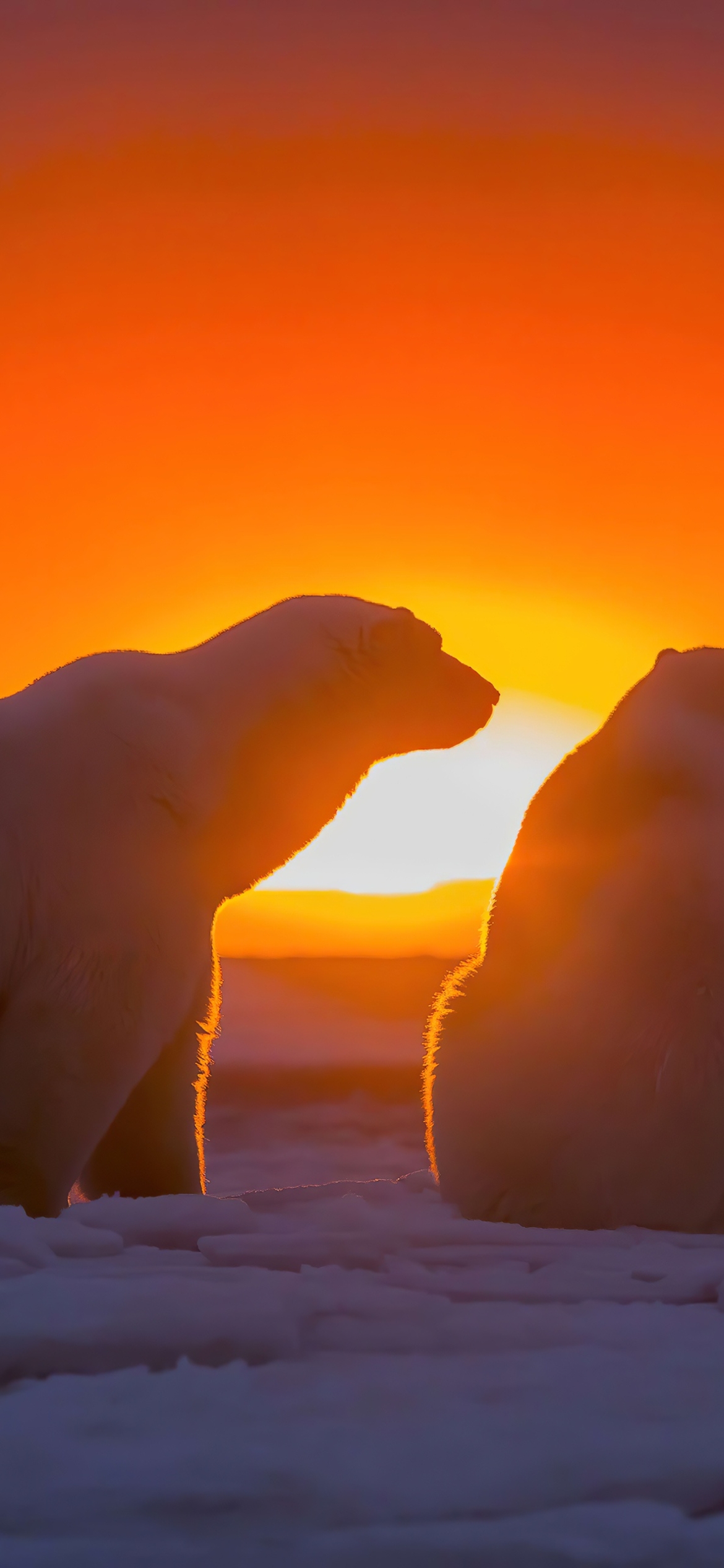 Polar Bear Phone Wallpaper
