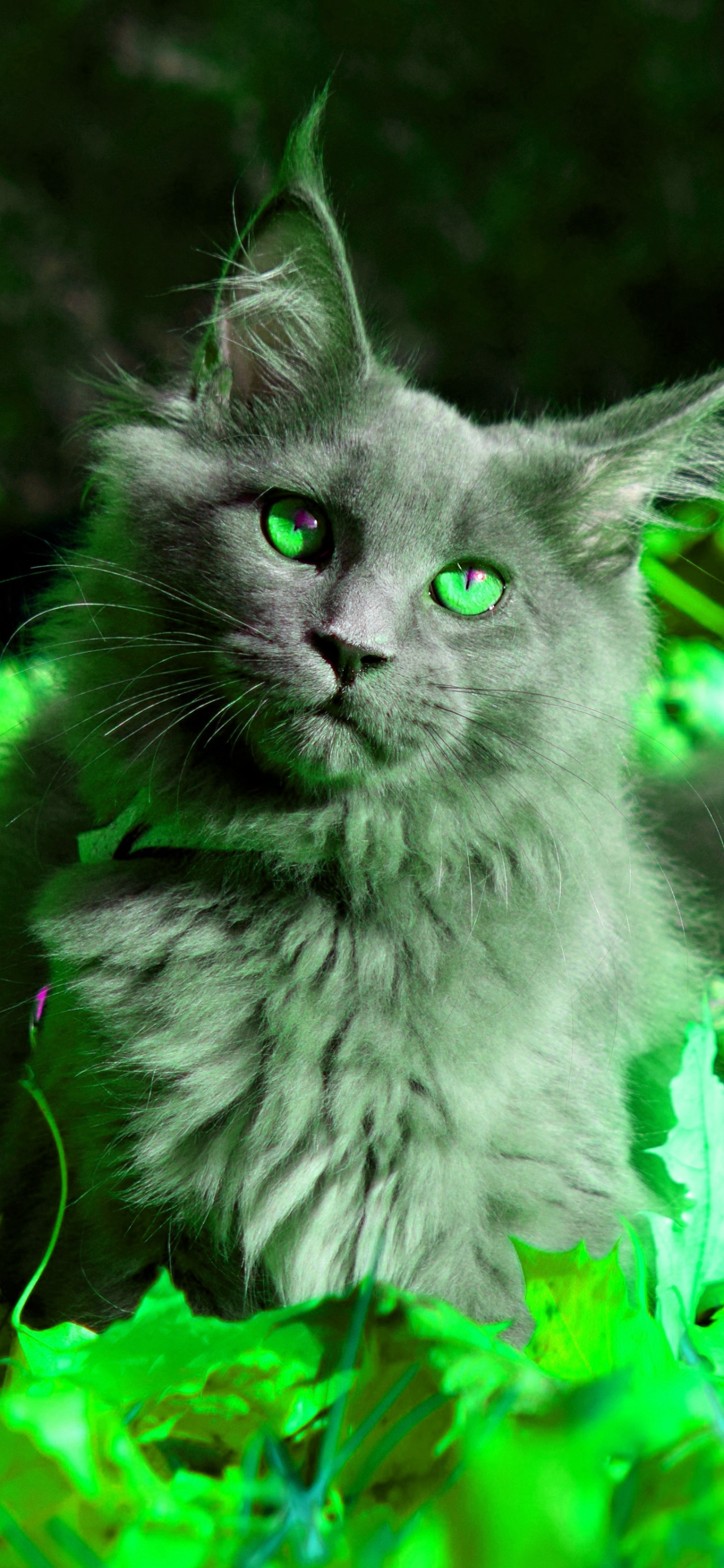 Maine Coon Phone Wallpaper