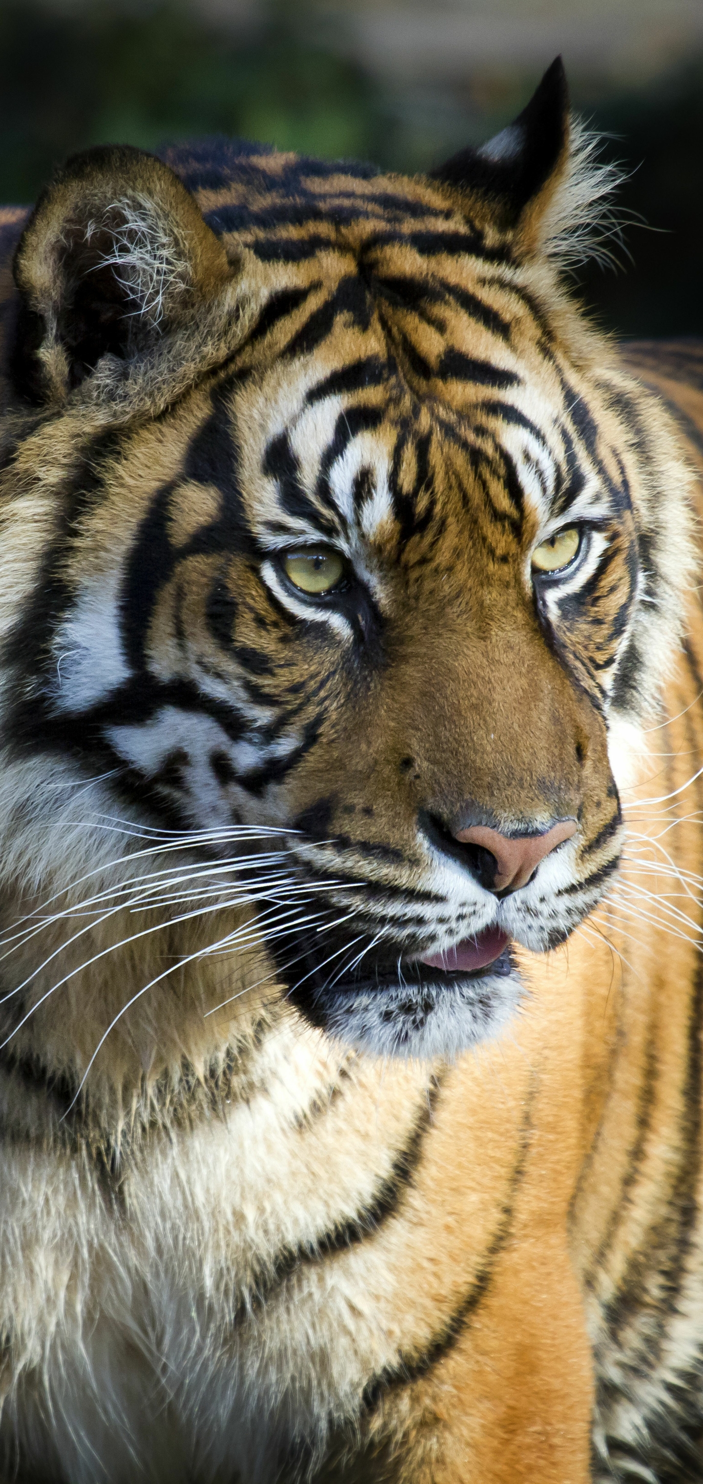 bengal tiger closep