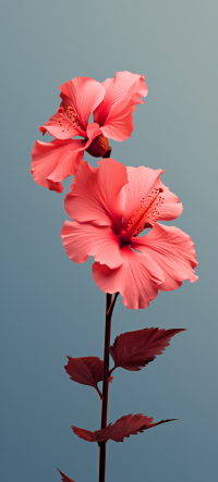 Stunning vertical phone wallpaper featuring a pair of vibrant pink hibiscus flowers with lush leaves against a soothing blue background.