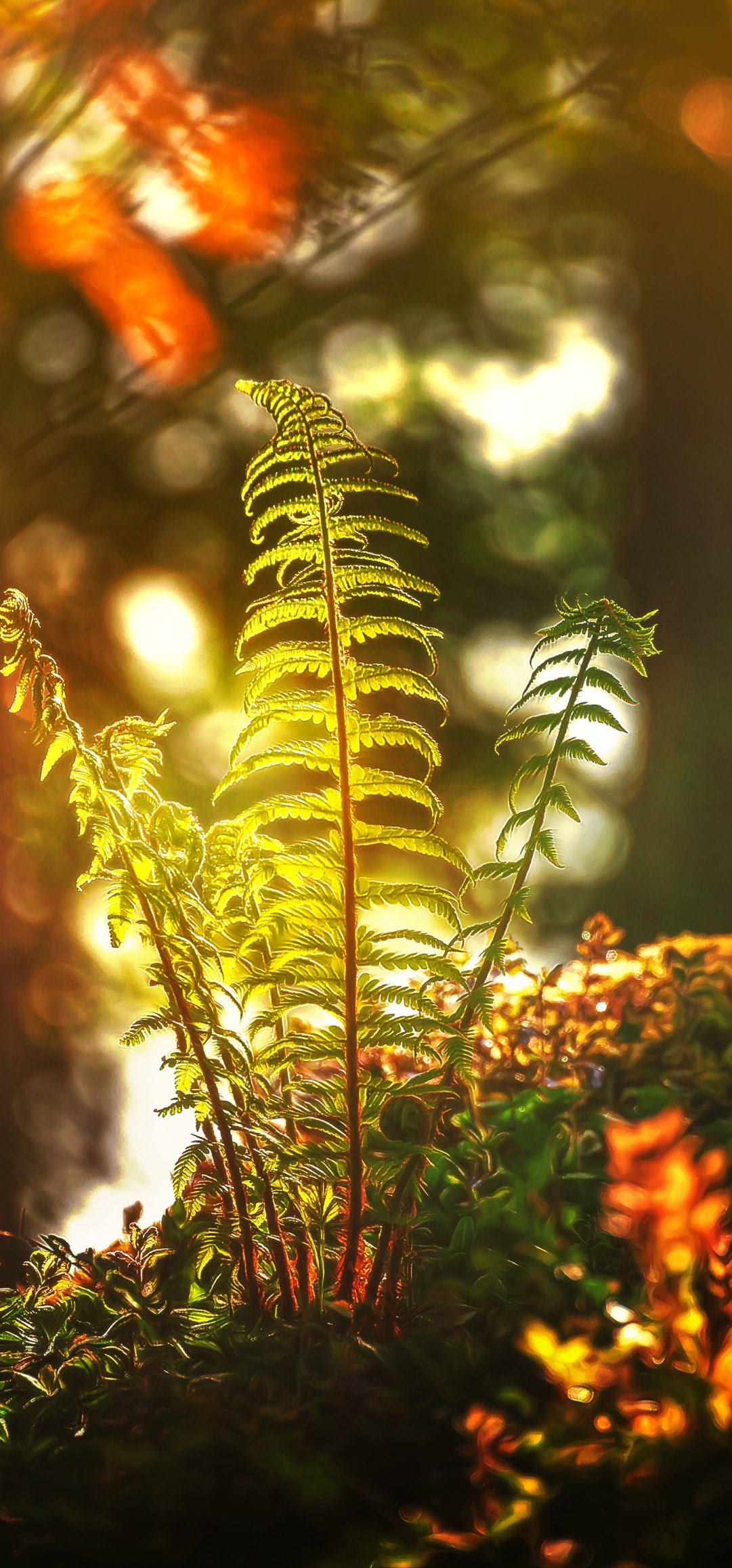 Download Nature Fern Phone Wallpaper