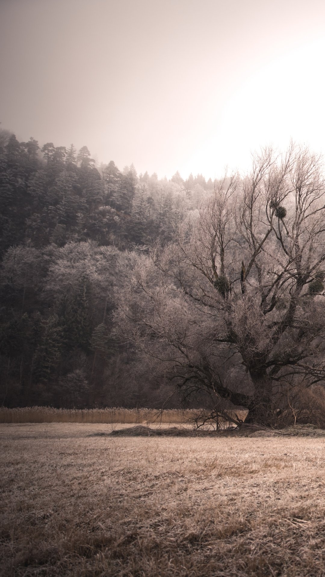 Download Nature Landscape Phone Wallpaper
