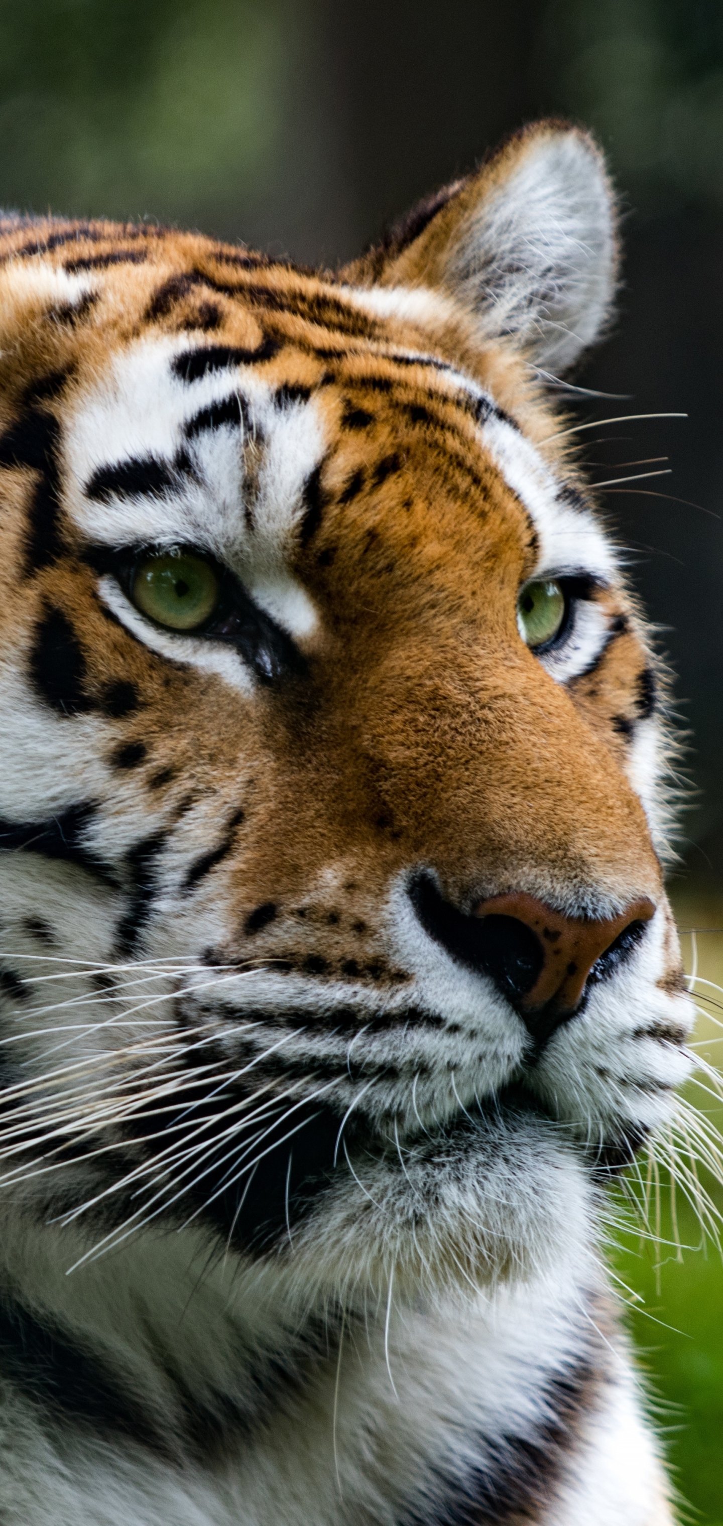 Close-up of a tiger's face with detailed orange and black stripes, green eyes, and white whiskers on a vertical phone wallpaper for iPhones and Android devices.