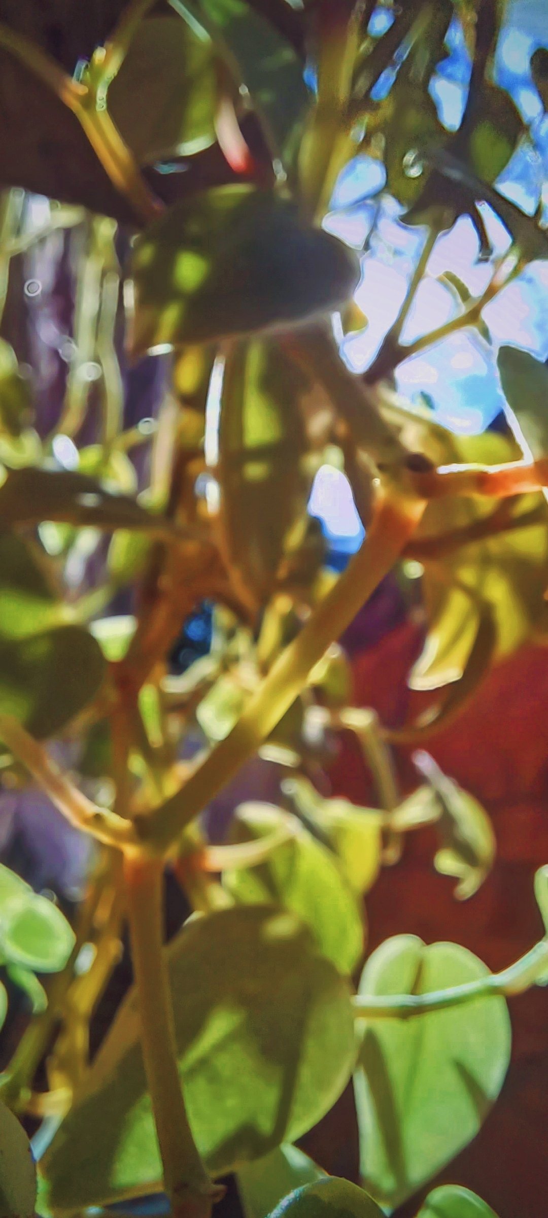 A close up of a plant by Hermano006