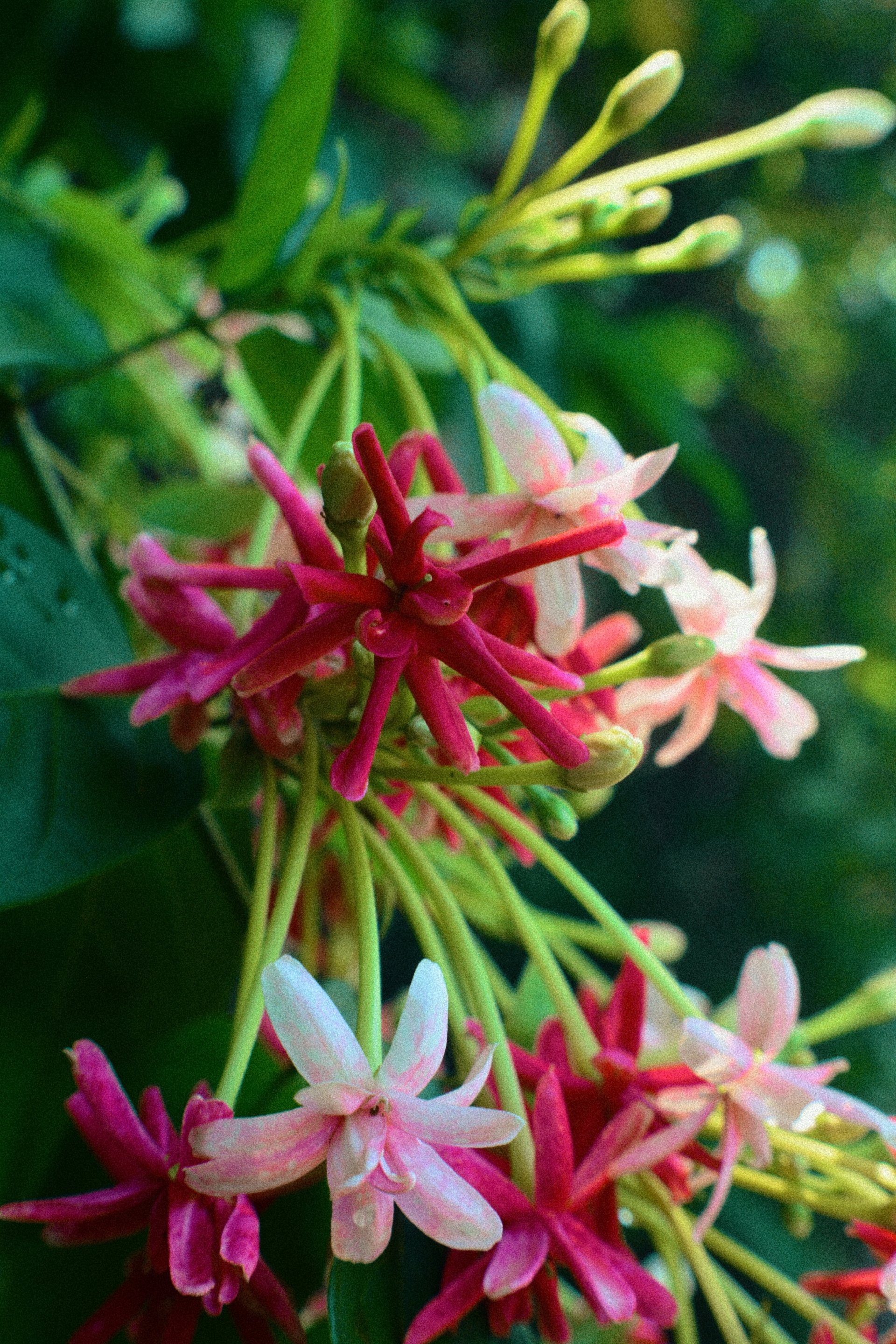 Flower Wallpaper by primewilson