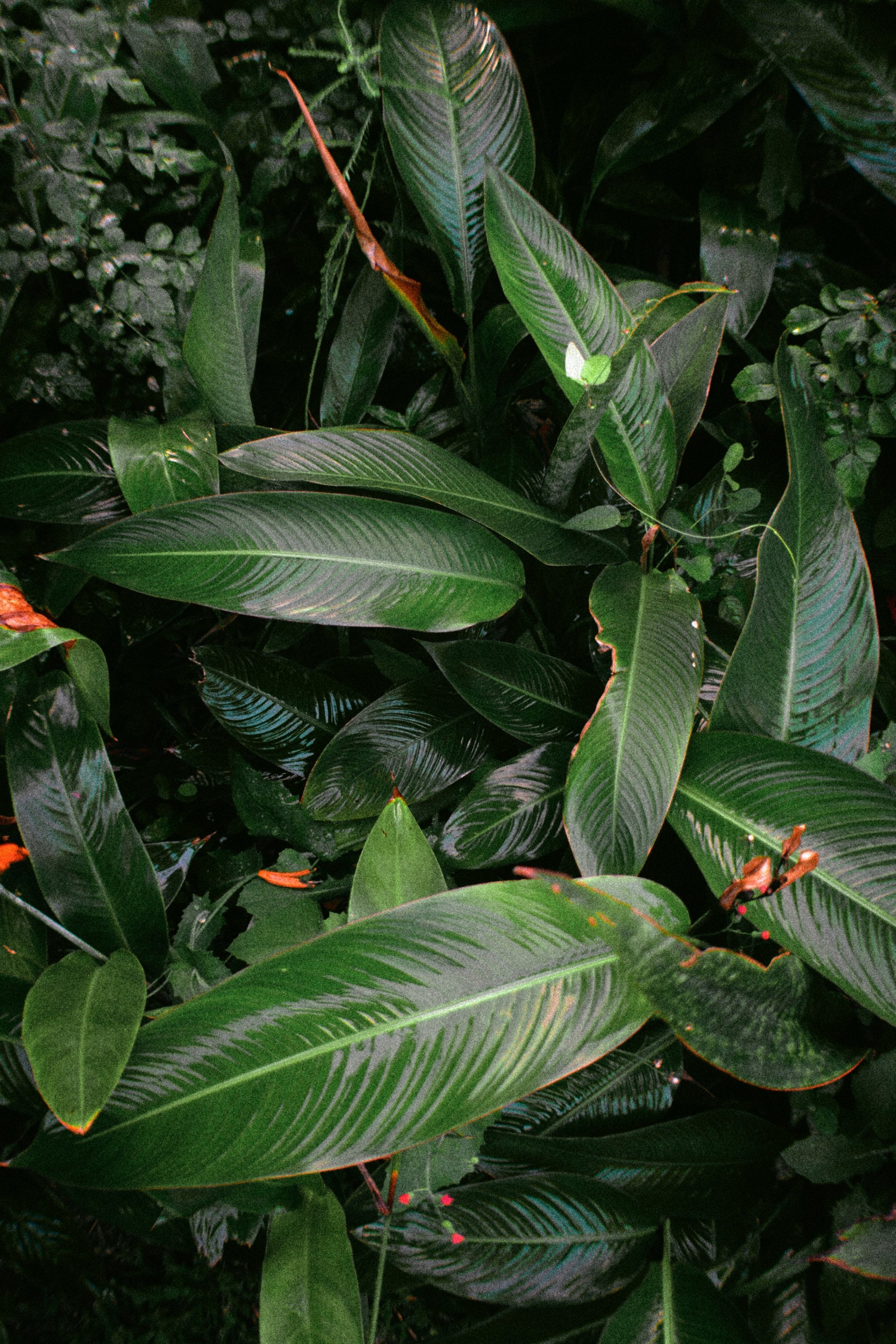 Wet leaf wallpaper by primewilson