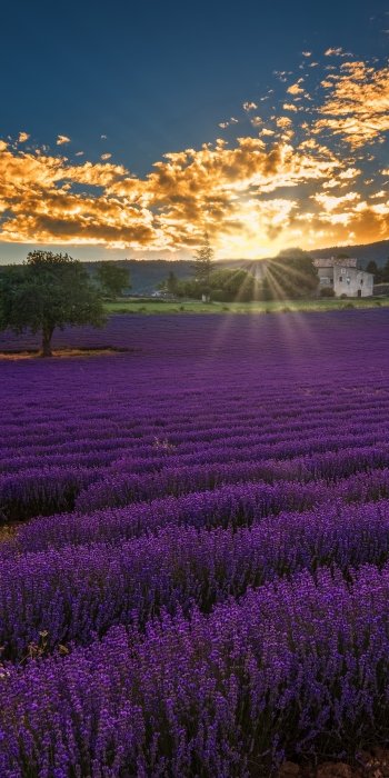 nature lavender Phone Wallpaper