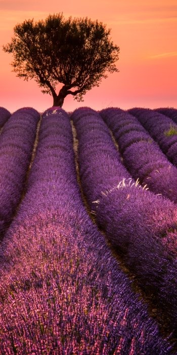 nature lavender Phone Wallpaper