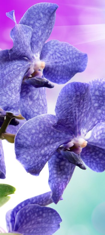 nature orchid Phone Wallpaper