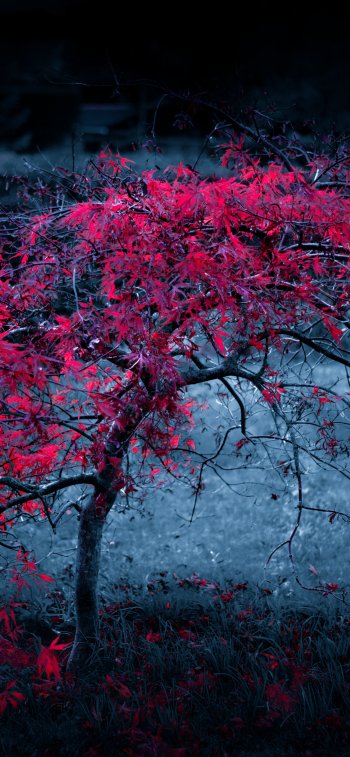  Red Tree