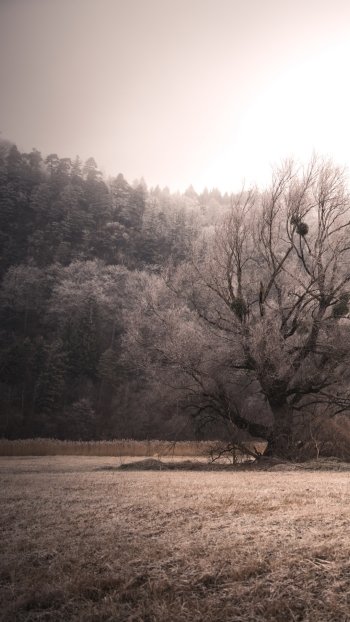 nature landscape Phone Wallpaper
