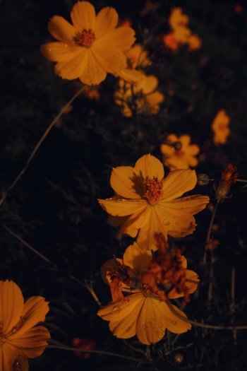  Flower Wallpaper