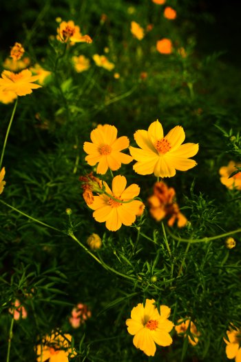  Flower wallpaper