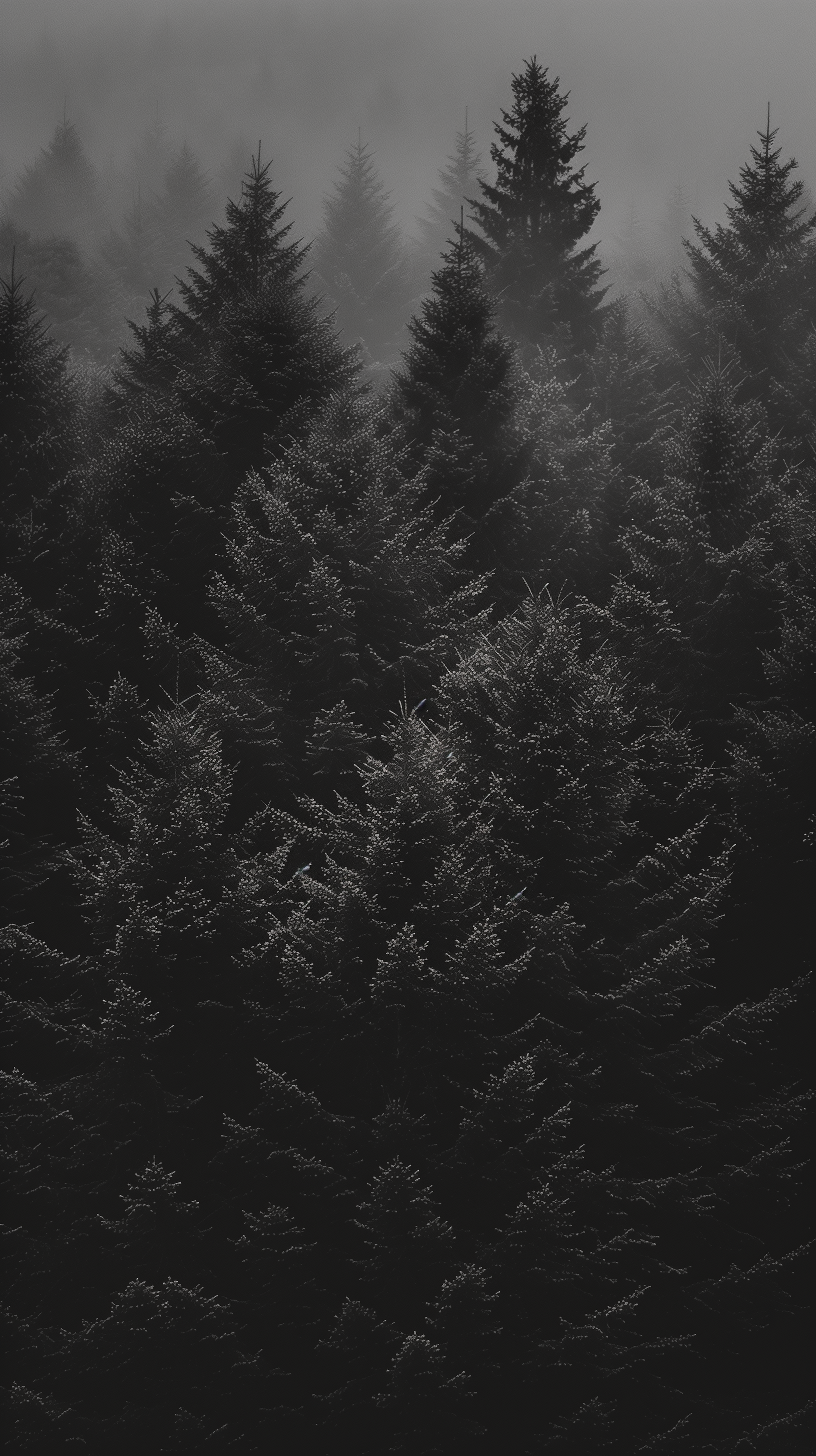 Mystical dark forest with mist for phone wallpaper.
