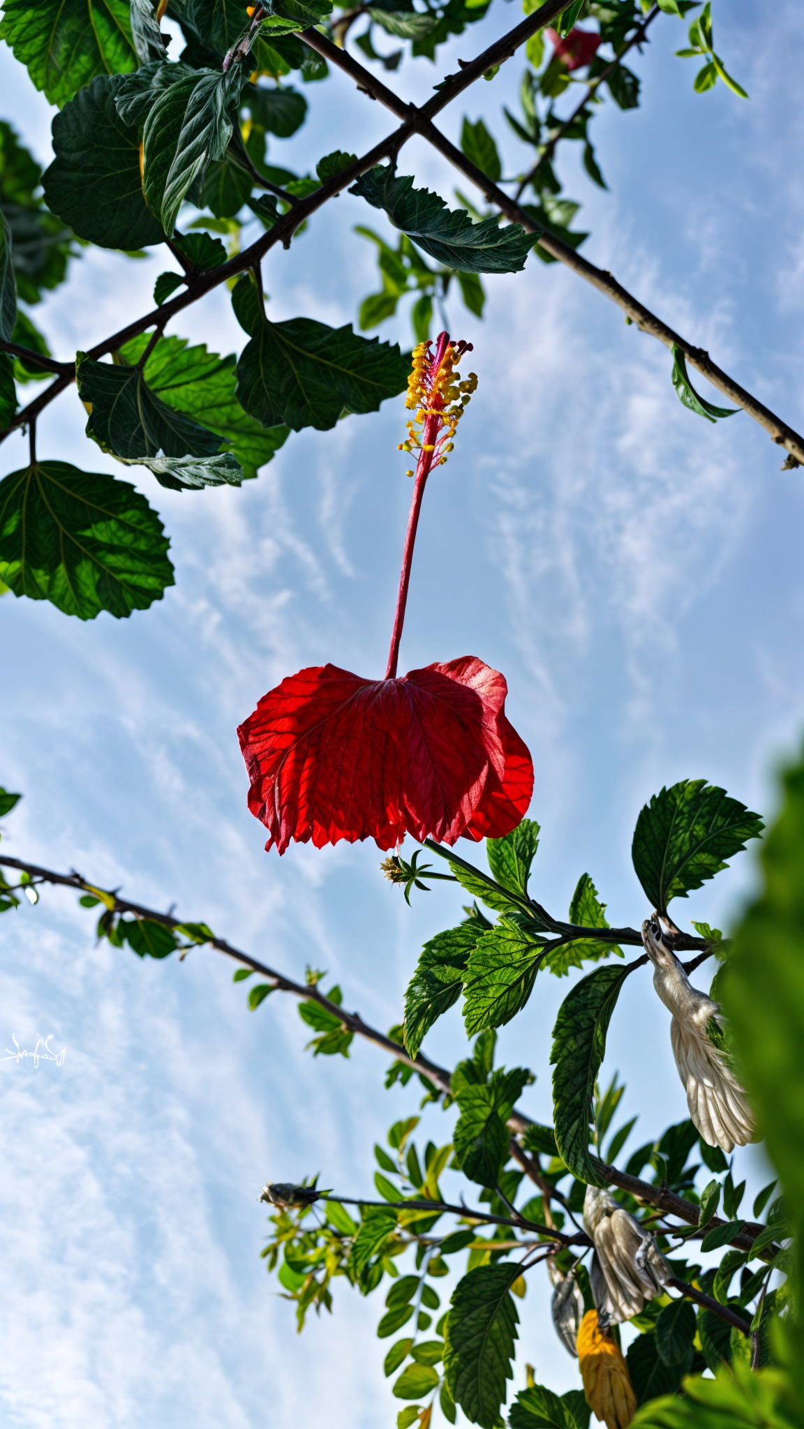 Download Nature Flower Rose Phone Wallpaper by Rosh007