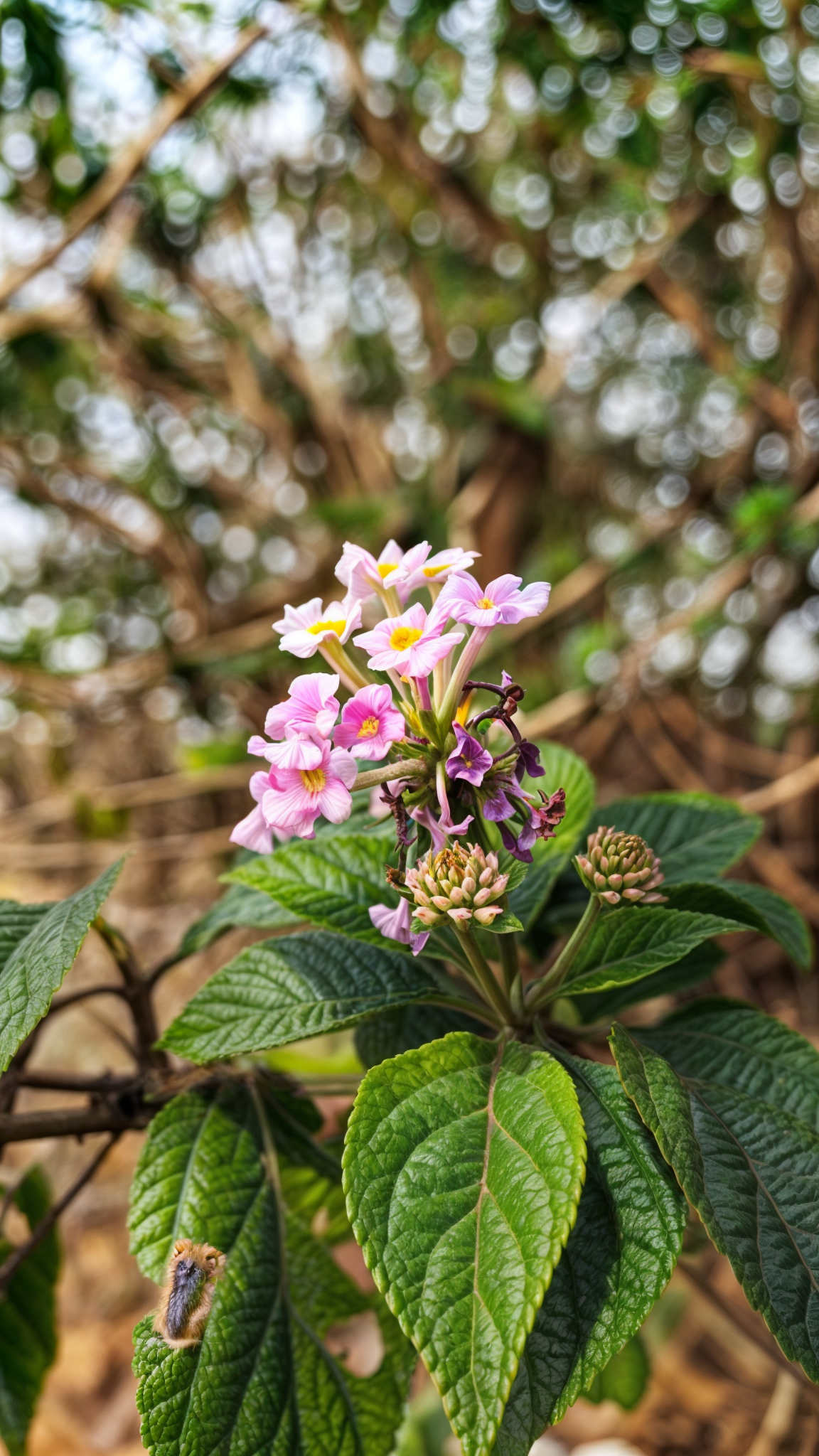 Download Wallpaper Abyss Flower Rose Nature Phone Wallpaper by Rosh007