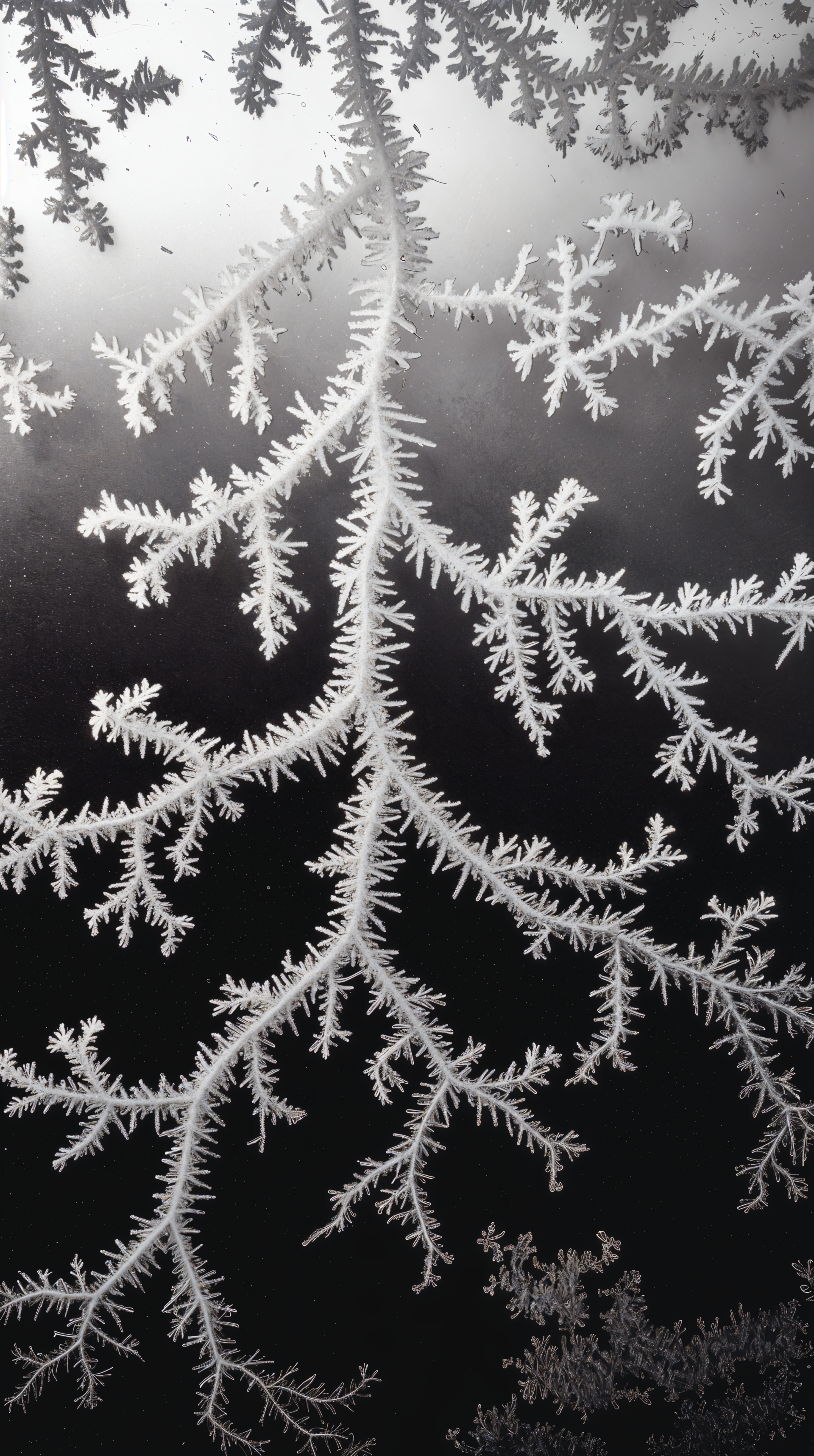 A detailed frost pattern resembling delicate branches and leaves against a dark background, creating an elegant and serene phone wallpaper design.
