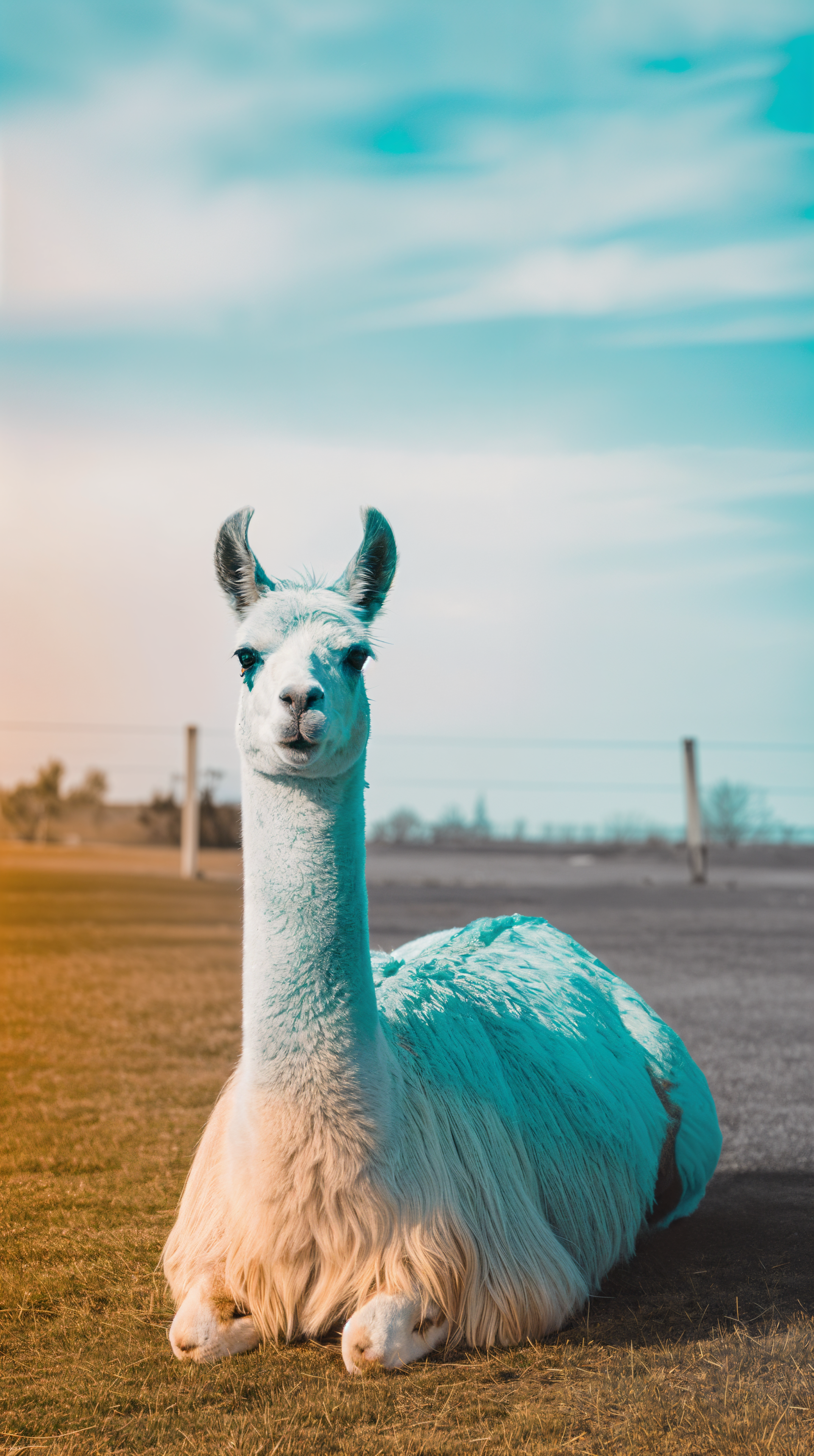 A cute white llama resting on a farm under a partly cloudy sky, captured in a nature setting for a vibrant phone wallpaper on iPhones and Android devices.