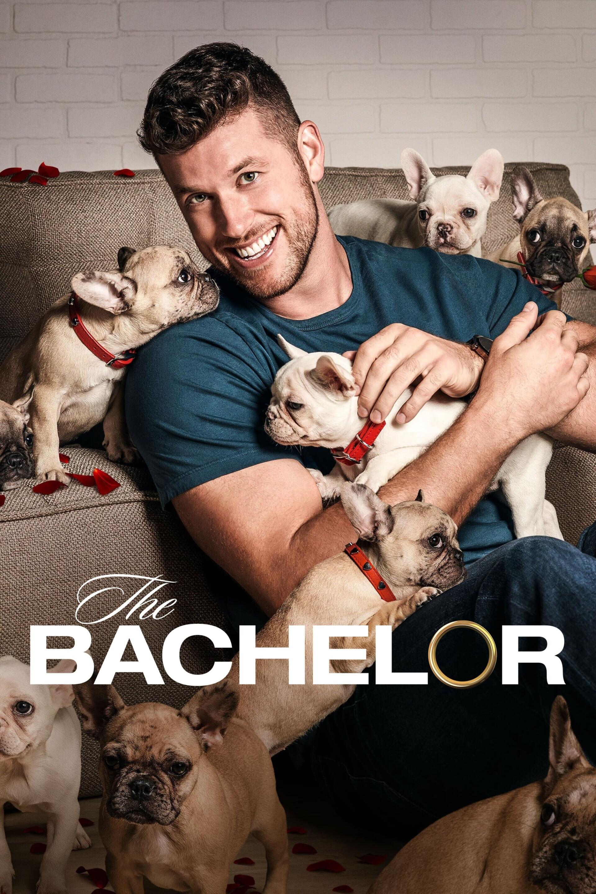 A smiling man sits on a couch surrounded by playful French Bulldogs, promoting a lighthearted vibe in this wallpaper inspired by the TV show The Bachelor.