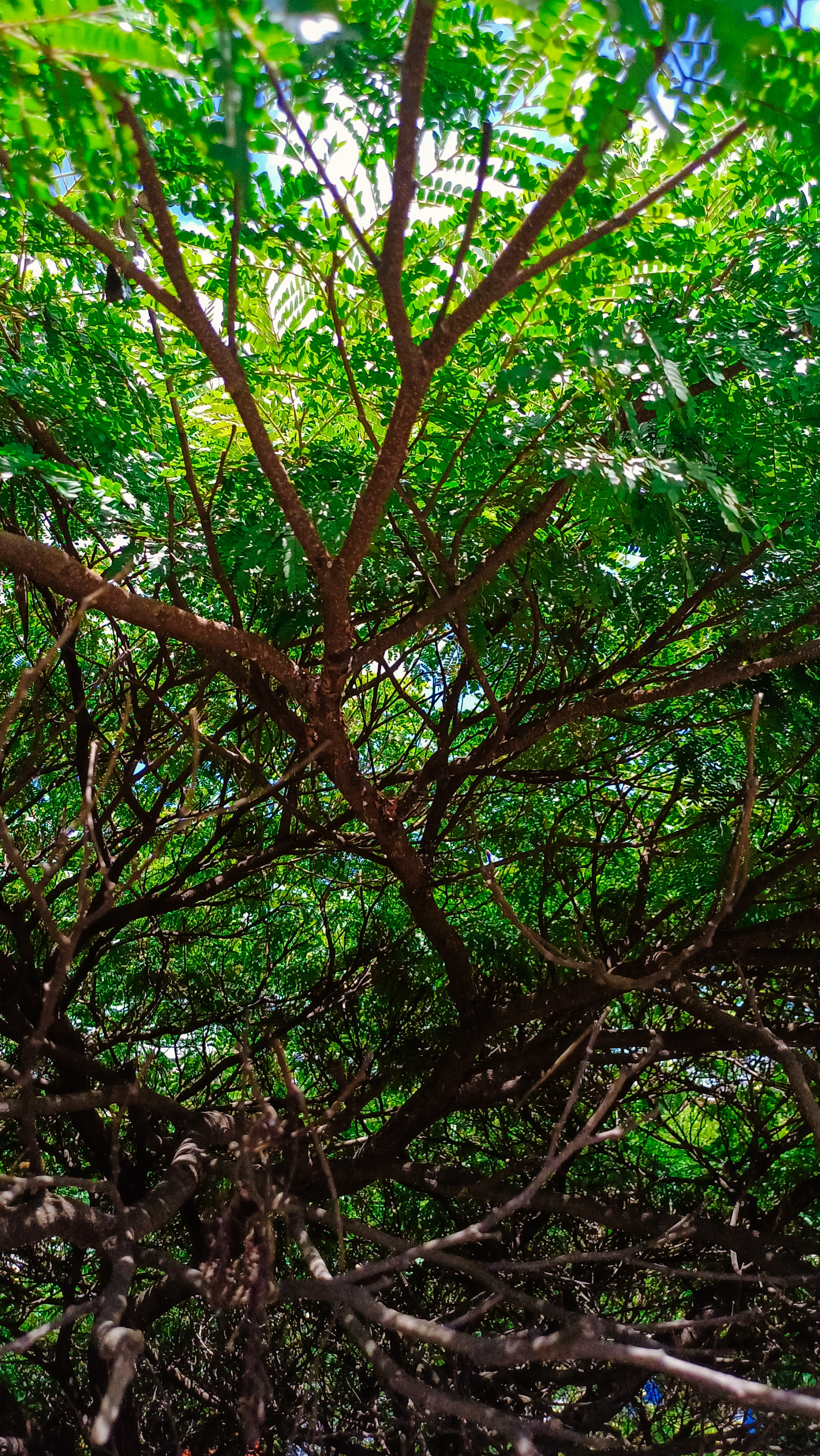 Green Paradise by Hermano006