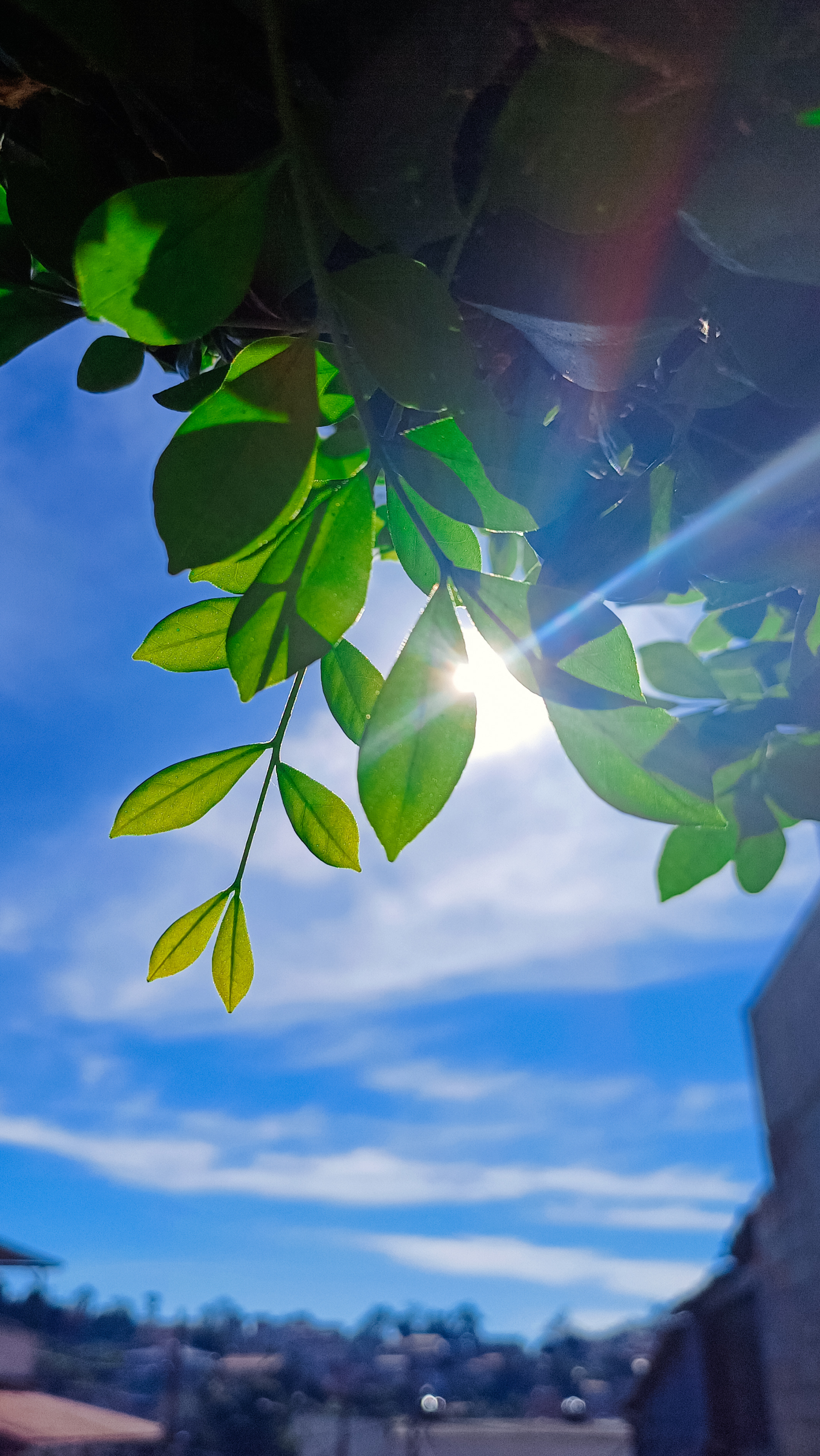 sunlight on a green leaf by Hermano006