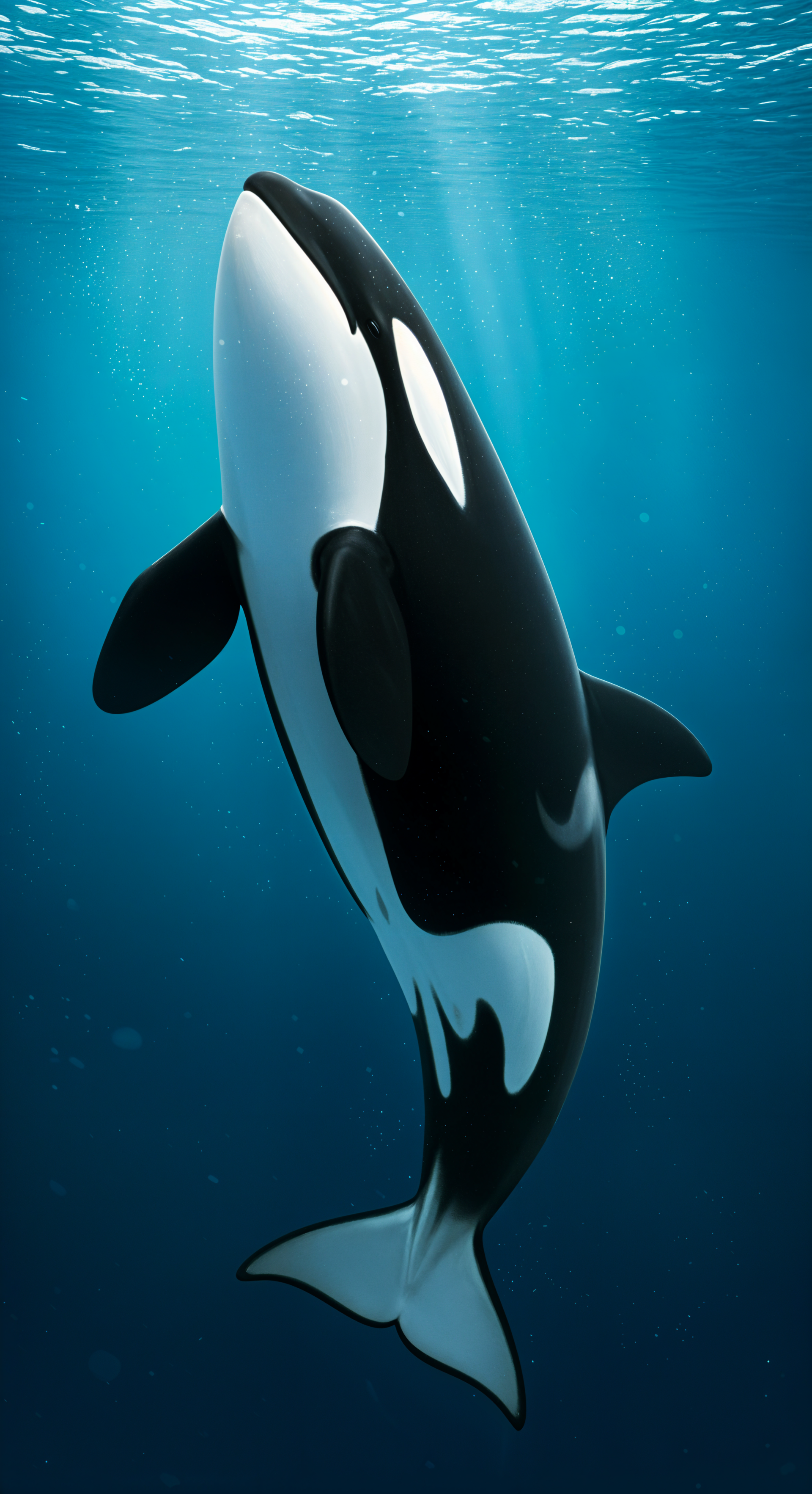 A striking orca swims upwards in clear blue waters, creating a captivating phone wallpaper with its graceful movement and elegant design.