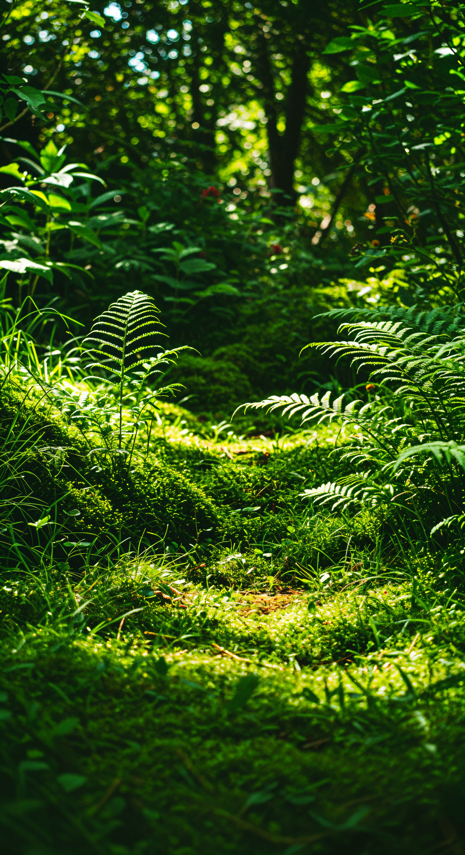A serene green aesthetic phone wallpaper featuring a sun-dappled path through lush ferns and vibrant foliage, creating a tranquil natural atmosphere.