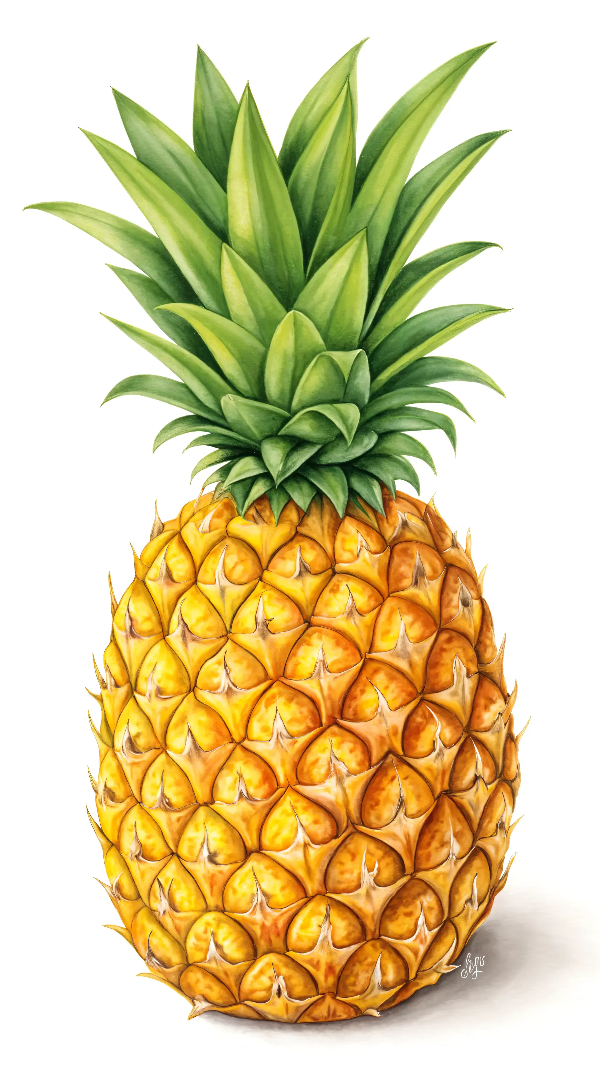 A vibrant, realistic illustration of a pineapple, showcasing its textured skin and lush green leaves, designed as a refreshing phone wallpaper.
