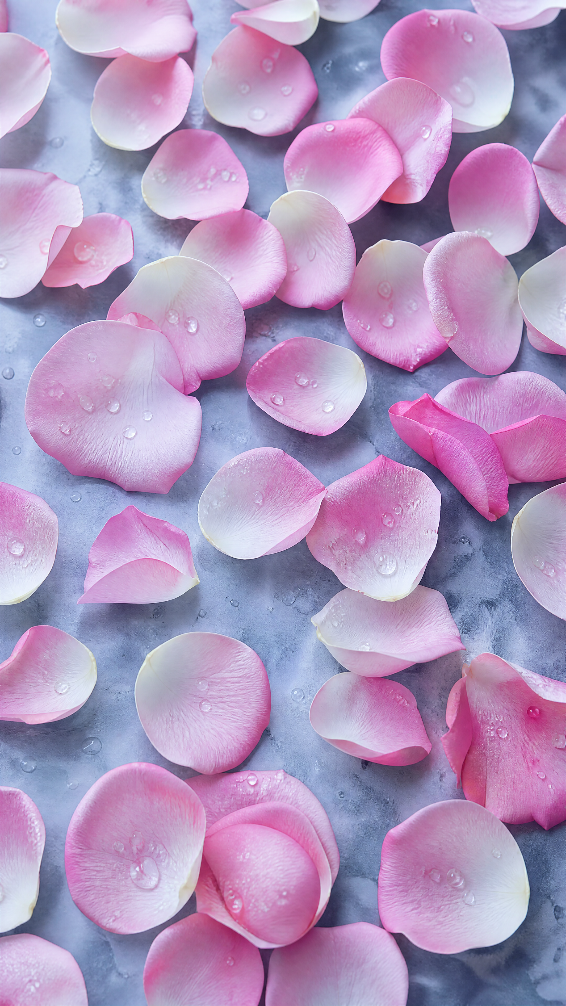 Vertical phone wallpaper of soft pink rose petals with water droplets scattered over a cool gray surface.