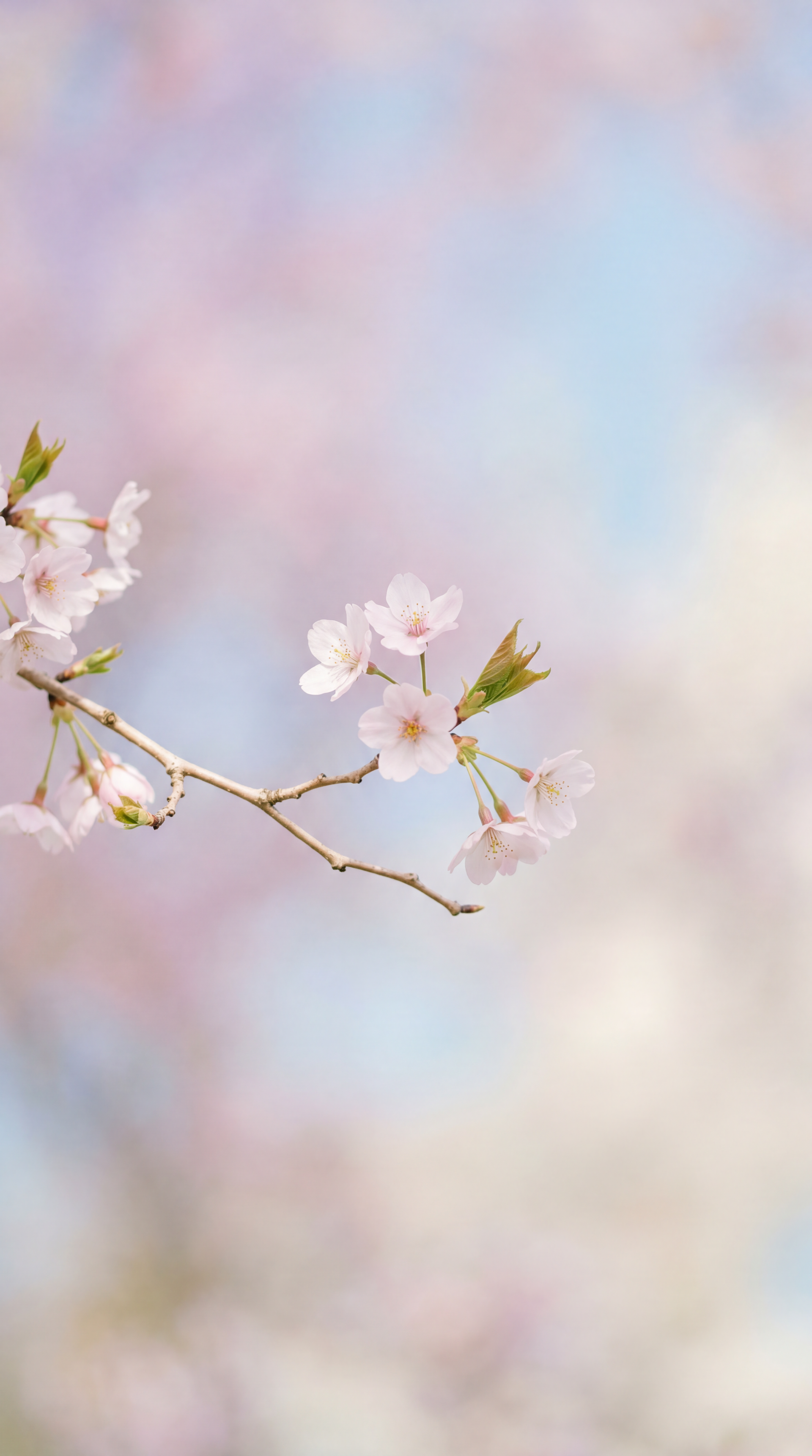 Minimalist spring iPhone wallpaper: delicate cherry blossom branch with pale pink blooms and green buds against a soft pastel blue and blush bokeh background.