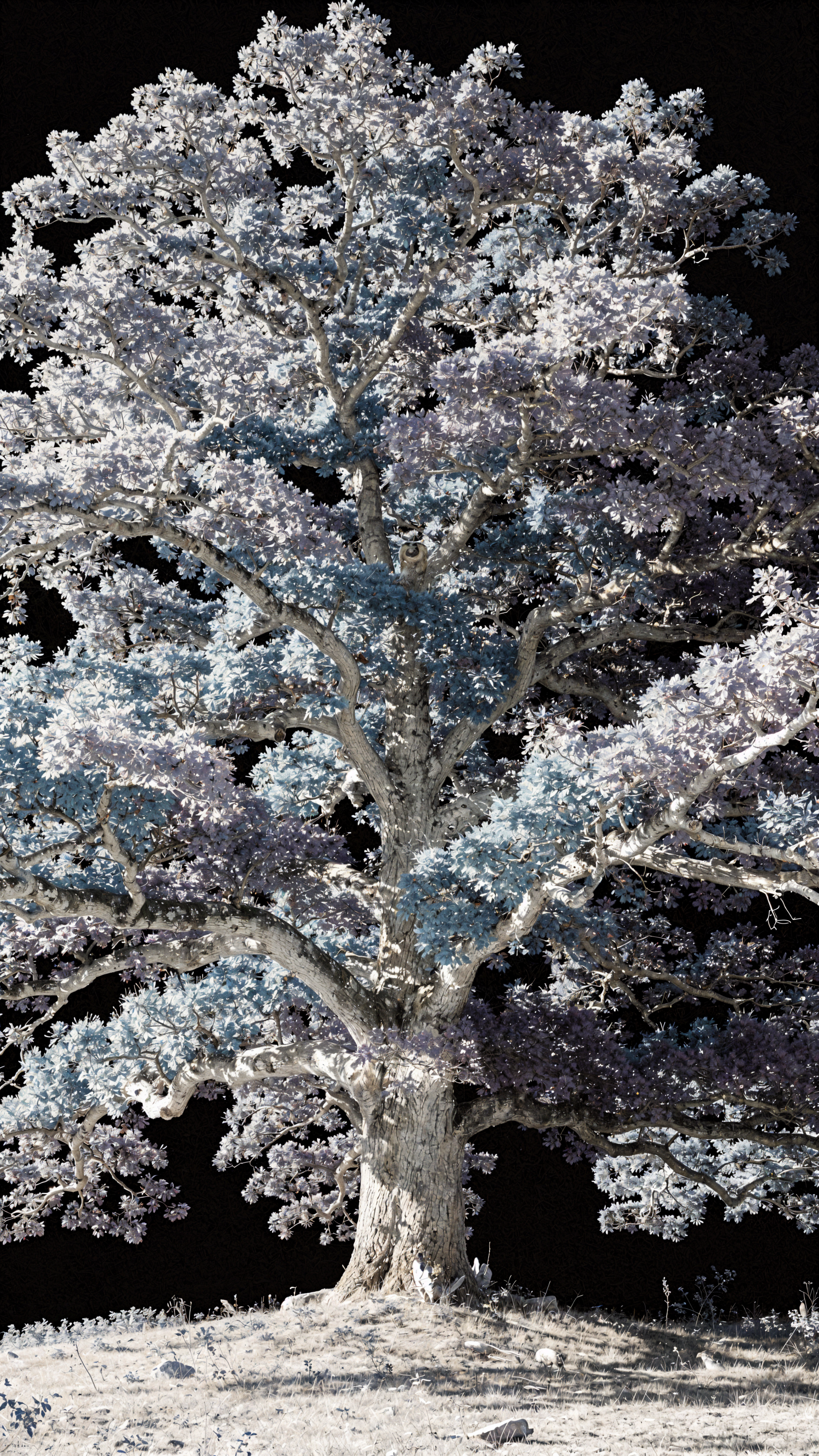 Vertical iPhone wallpaper: a towering oak tree with frosted silvery leaves and a textured trunk set against a deep black background.