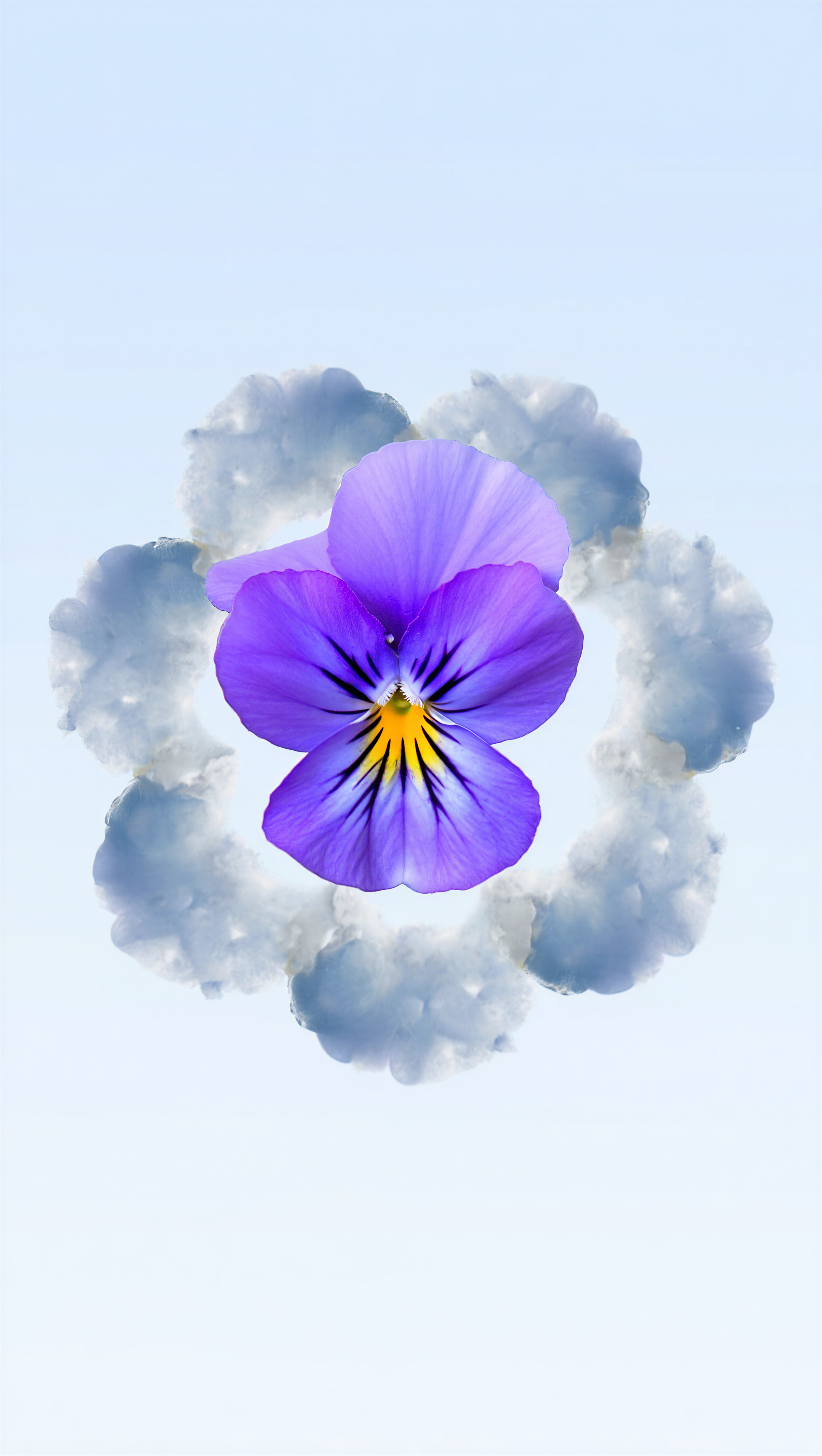 Purple pansy centered on a pale blue, vertical phone/iPhone wallpaper, set within a soft ring of gray-white cloud shapes.
