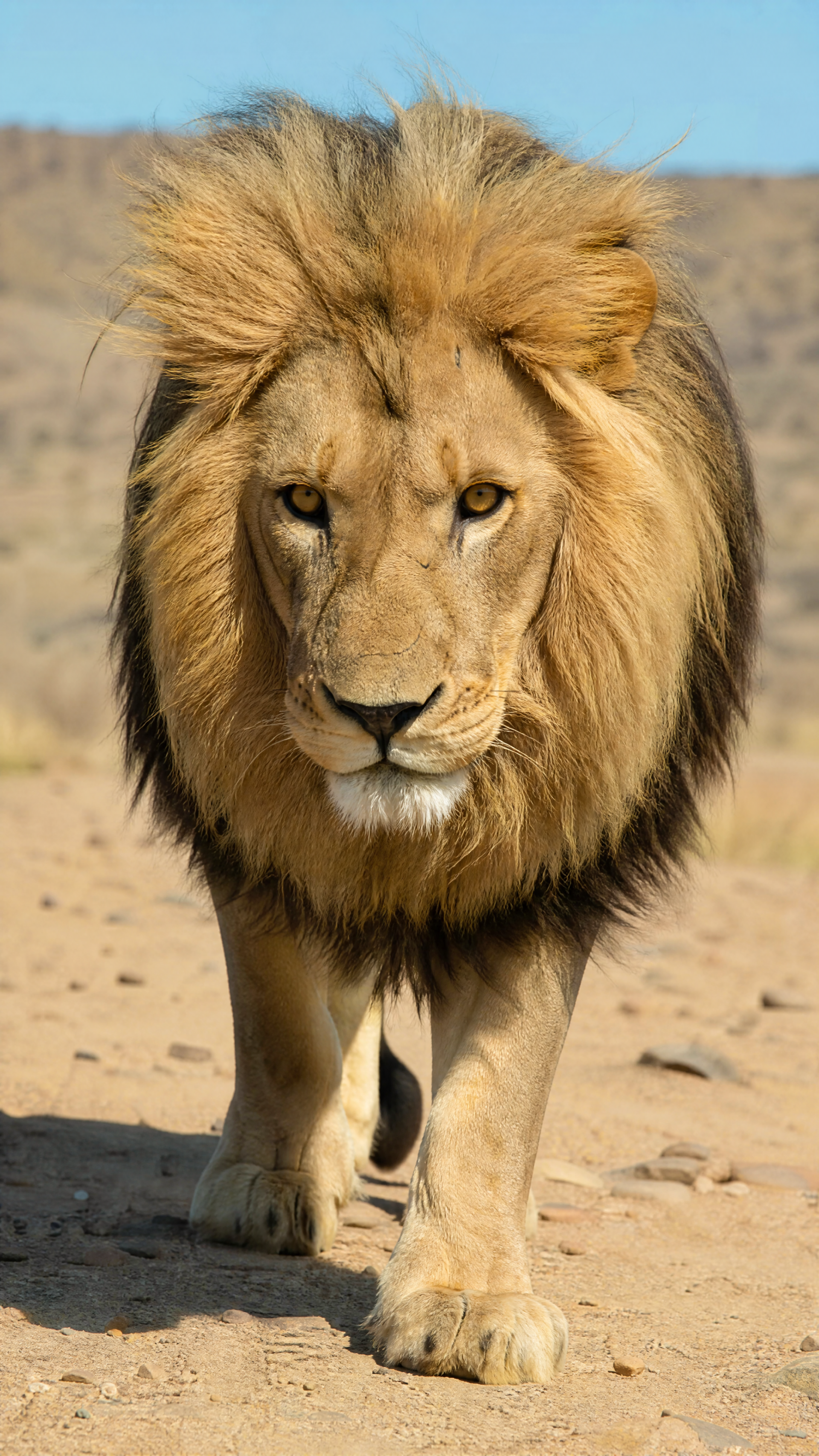 Vertical iPhone wallpaper of a majestic animal — a male lion walking toward the camera across a sunlit desert, its golden mane filling the frame.