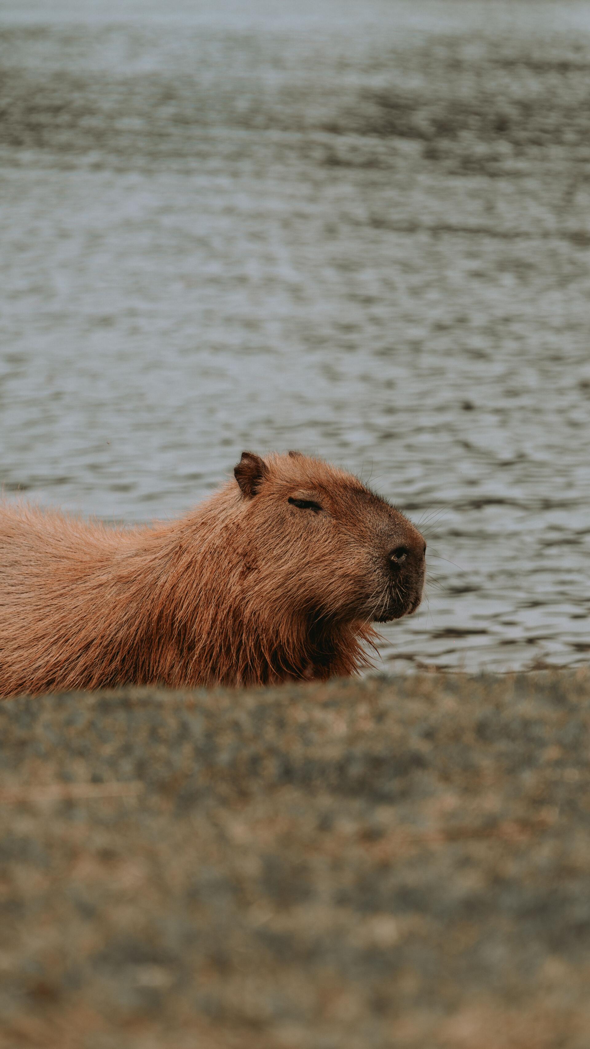 Vertical iPhone wallpaper: relaxed capybara animal with warm brown fur resting by calm water, muted shoreline in the background.