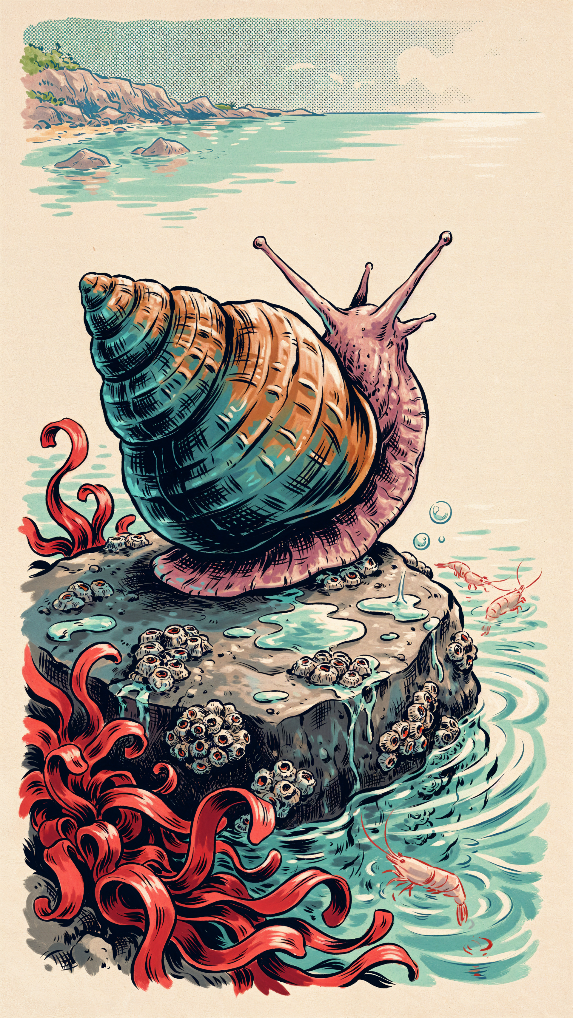 Phone wallpaper: illustrated sea snail with a spiral shell perched on a barnacled rock, red seaweed and shrimp in turquoise coastal waters.