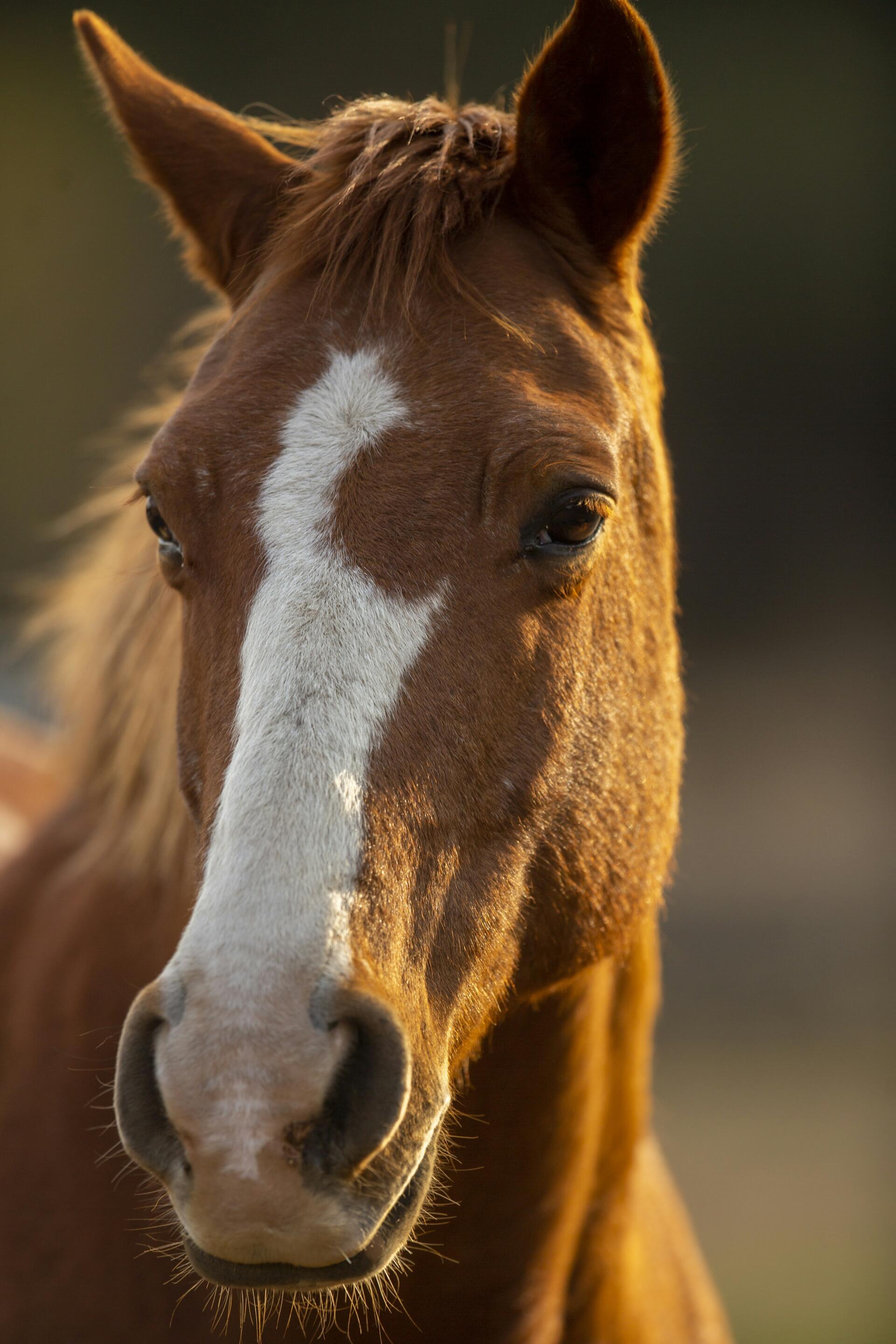 iPhone wallpaper — close-up chestnut horse with a white blaze in warm light, Weekend Equestrian animal/equine theme