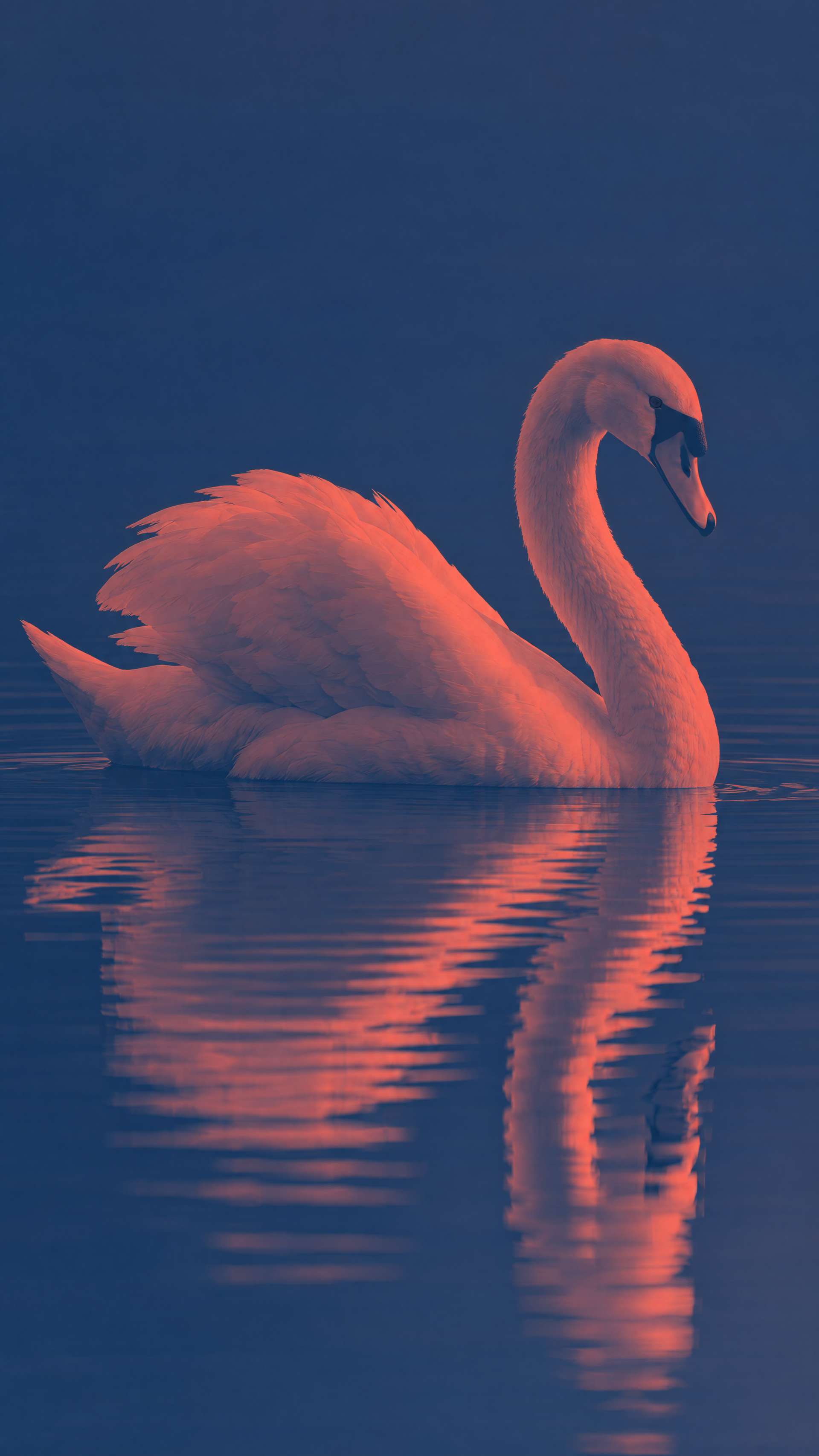 Mute swan gliding on calm water with warm pink-orange glow and mirrored reflection against a deep blue background, vertical iPhone wallpaper composition.