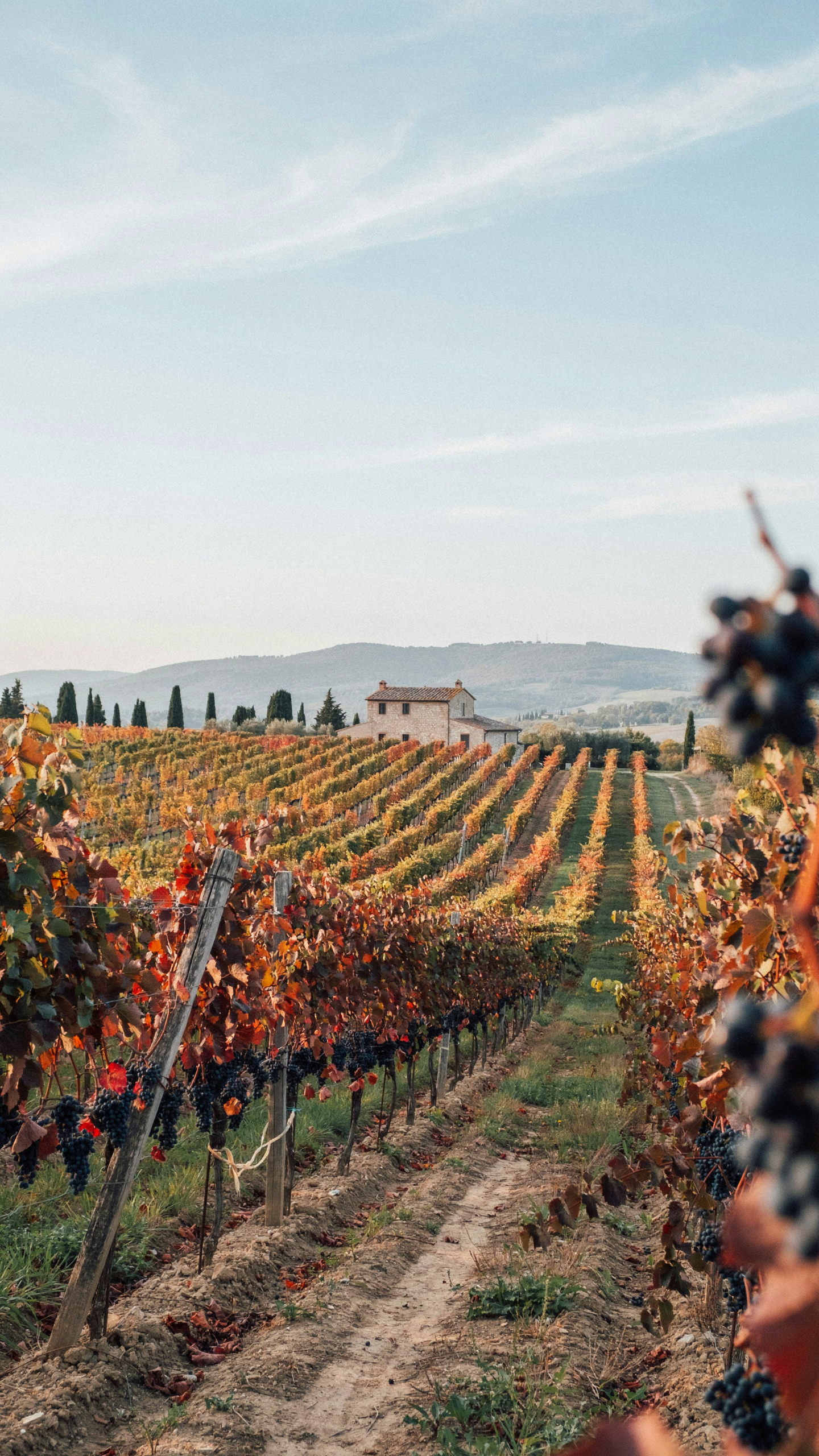 iPhone wallpaper of sunlit vineyard rows with ripe grapes in the foreground and a farmhouse under a pale blue sky.