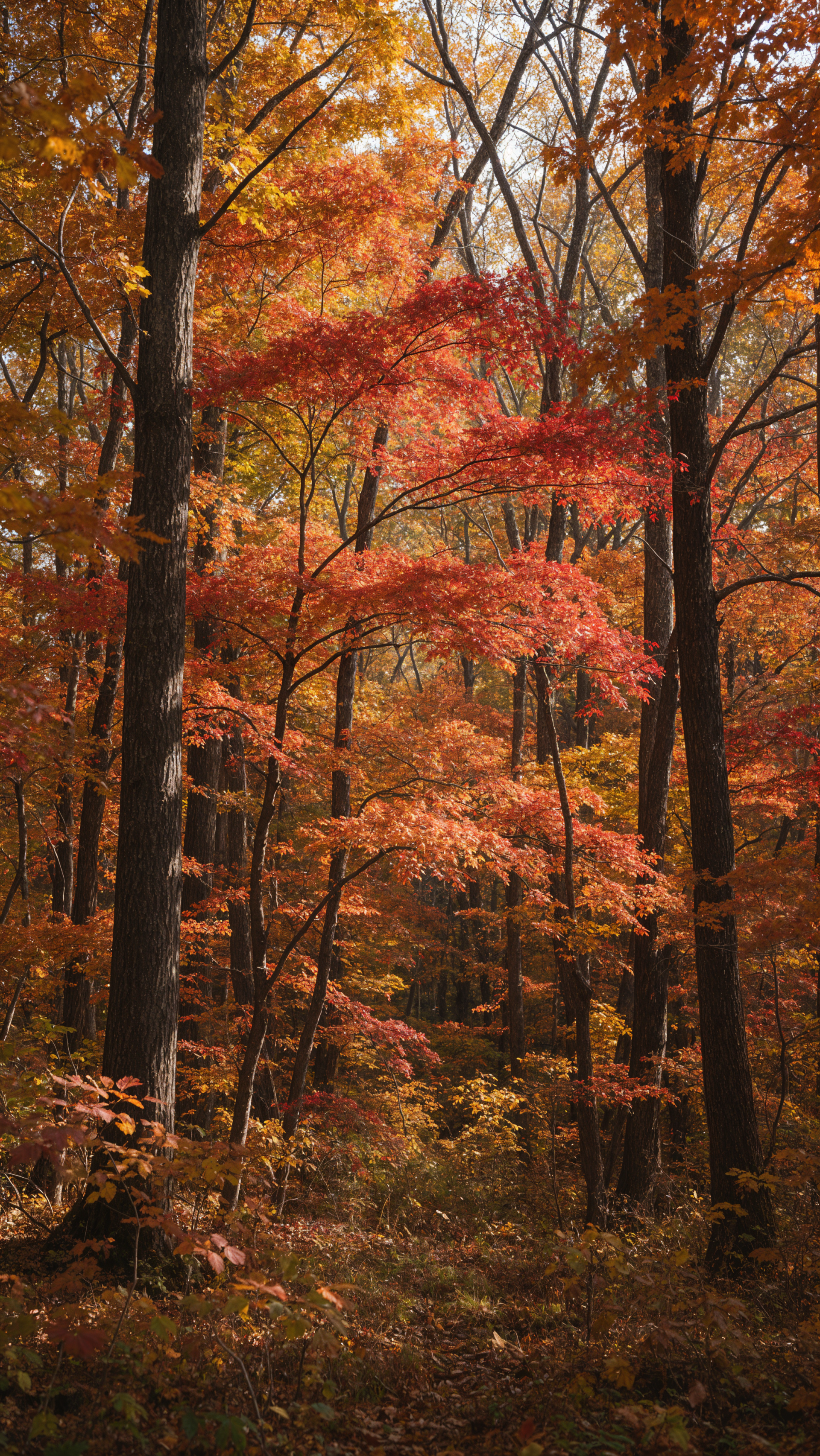 Vibrant fall foliage fills an autumn forest with glowing red and orange trees, a scenic iPhone wallpaper.