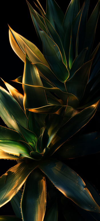 Stunning agave plant wallpaper for phones with dark background highlighting the sharp green leaves.
