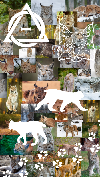bobcat lynx therianthrope Phone Wallpaper