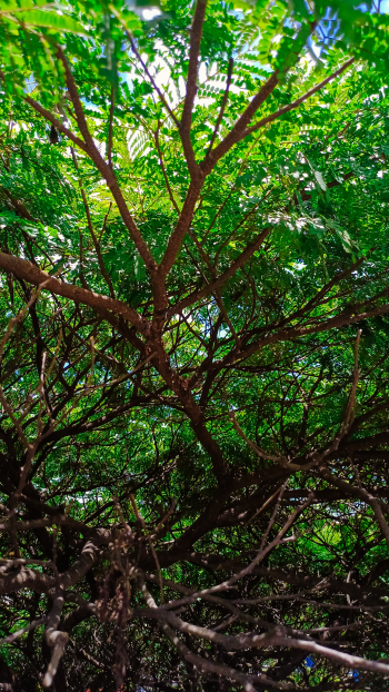 sunlight tree green nature outdoor Phone Wallpaper