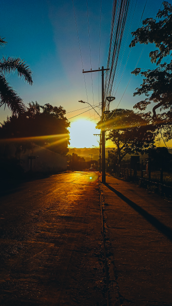 sunlight tree outdoor street sunrise Phone Wallpaper