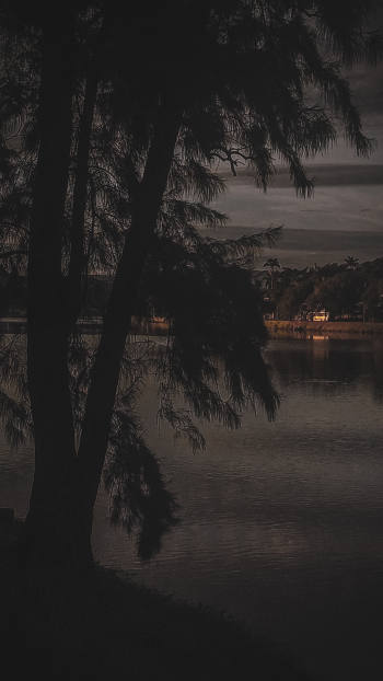 dark black tree city light Phone Wallpaper