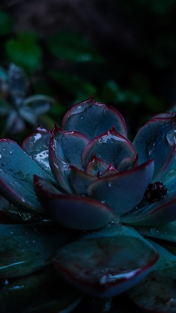 garden succulent plant green light Phone Wallpaper