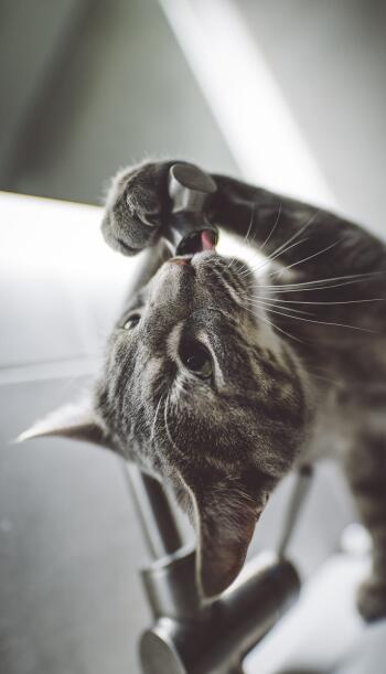 Phone wallpaper: close-up of a cute tabby cat, an animal playfully batting its paw to its mouth in a funny animals moment.
