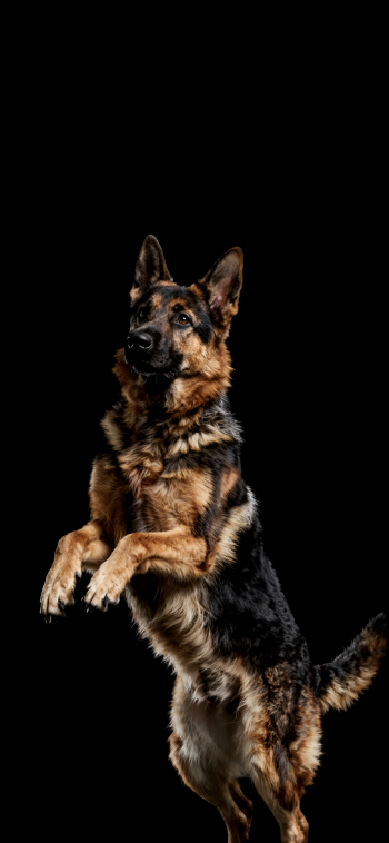 Vertical phone wallpaper featuring a German Shepherd dog leaping against a black background, full-body view with alert ears and a focused expression.